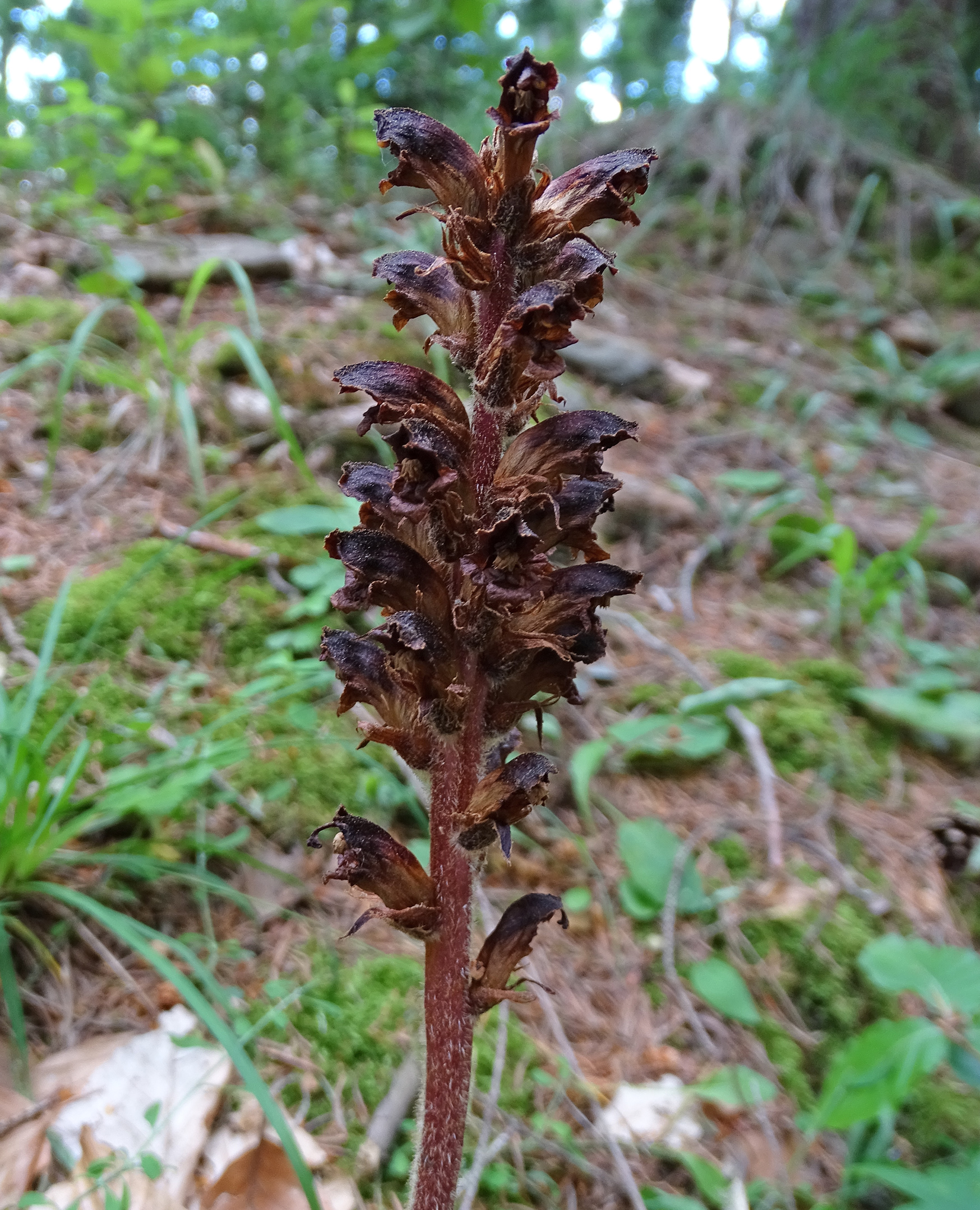 orobanche plesch1b.jpg