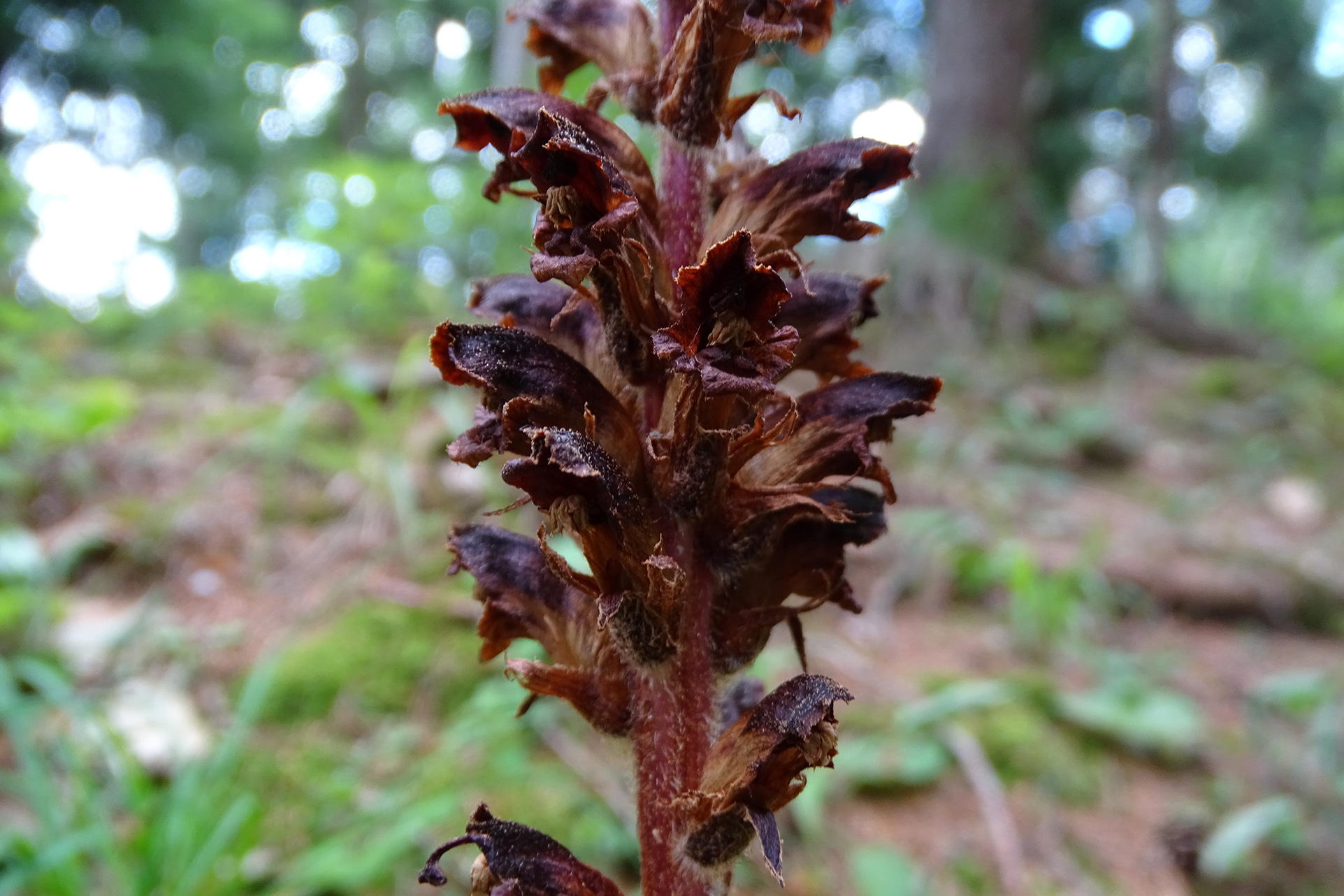 orobanche plesch1a.jpg