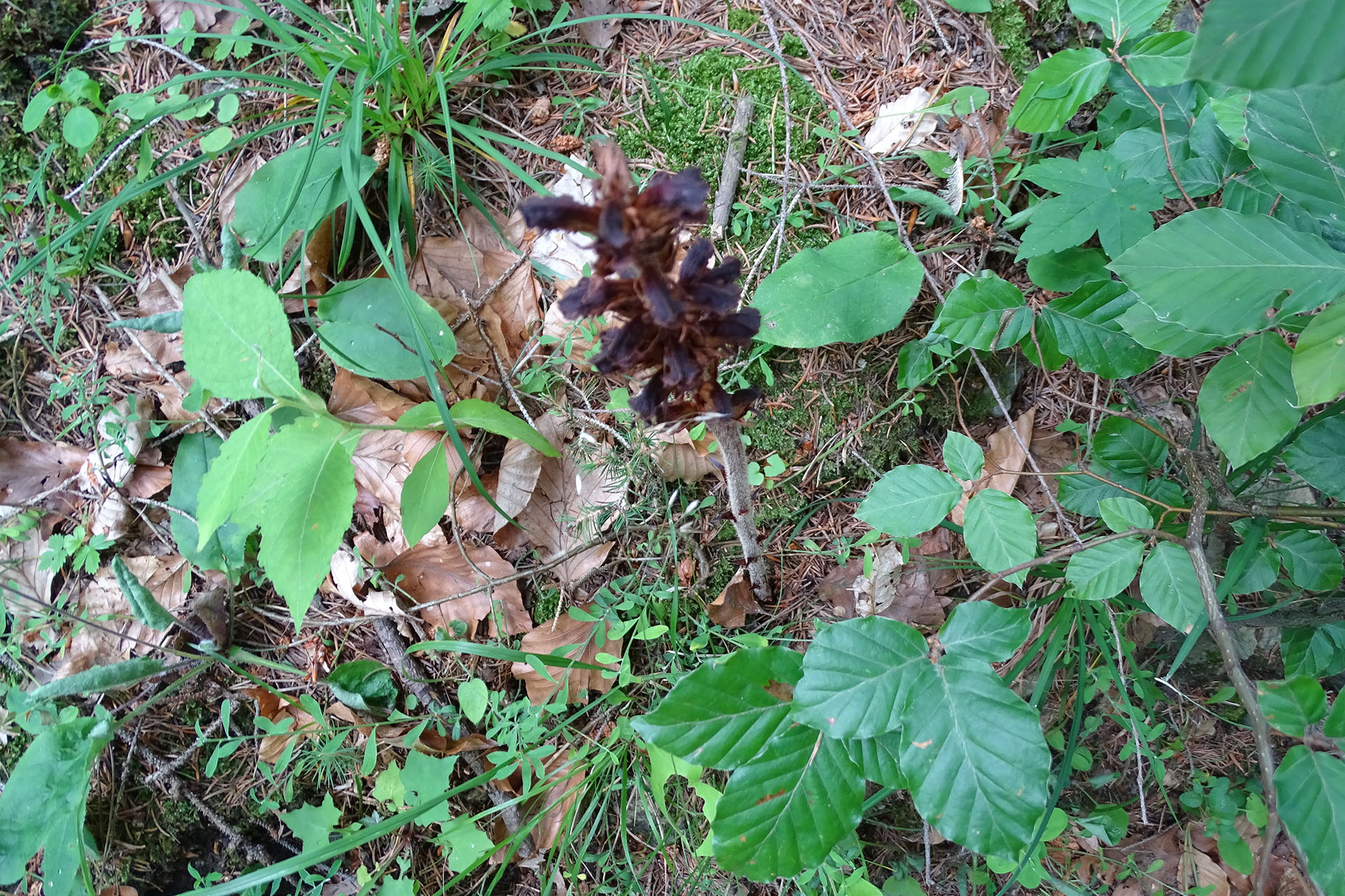 orobanche plesch1.jpg