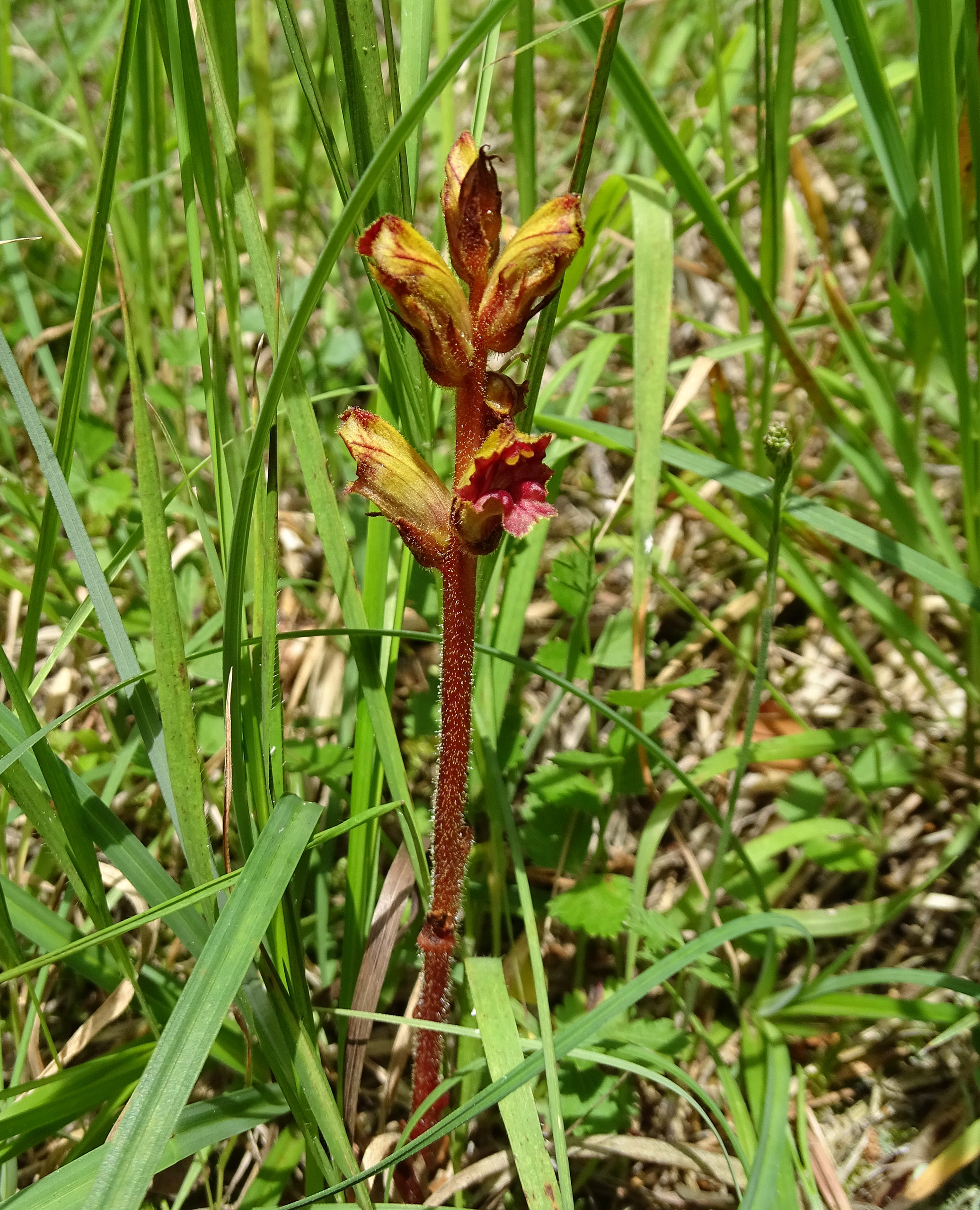 Orobanche gracilis_plesch.jpg