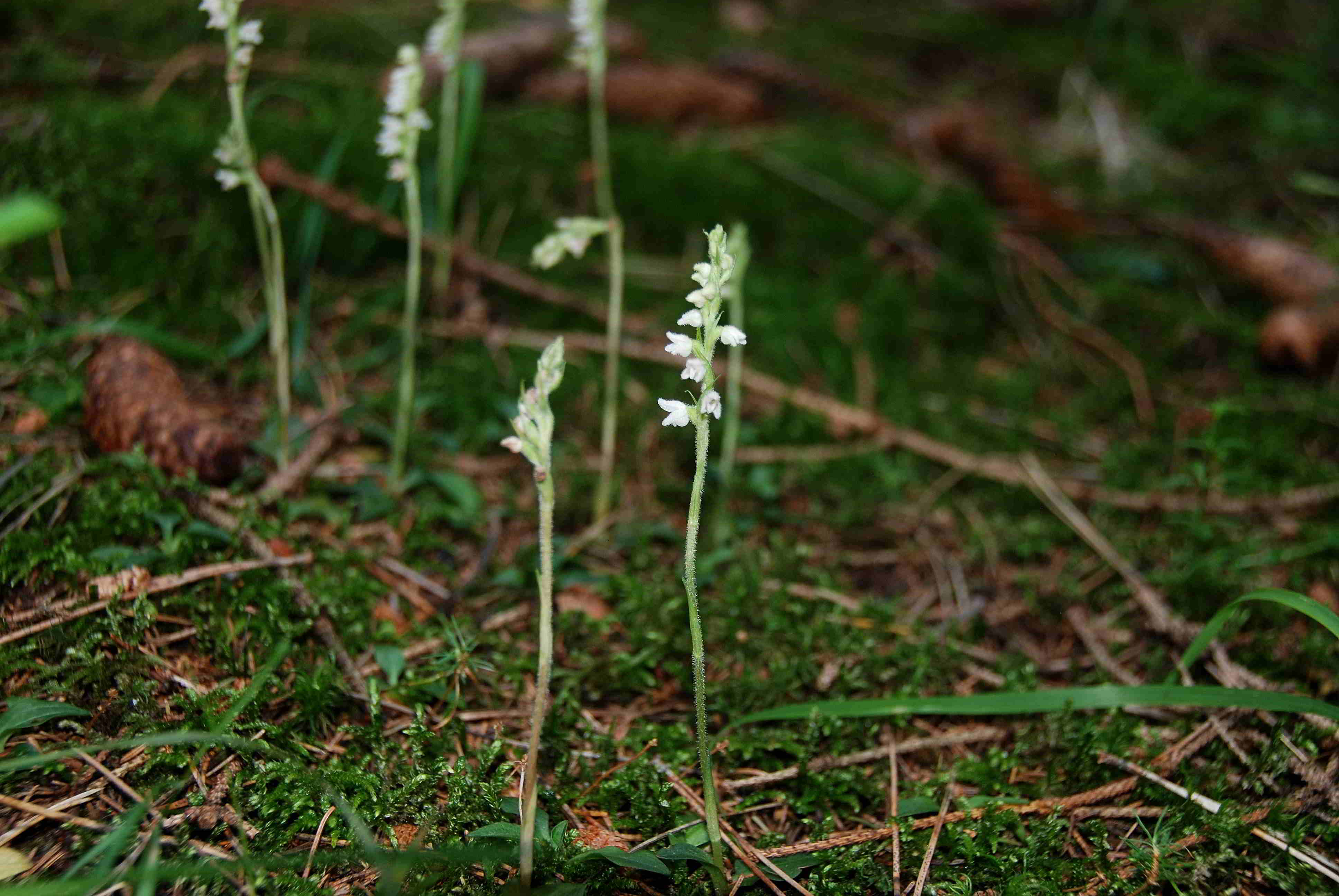 Priglitz-Kleewiese-07072018-(77)- Goodyera repens - Netzblatt.JPG