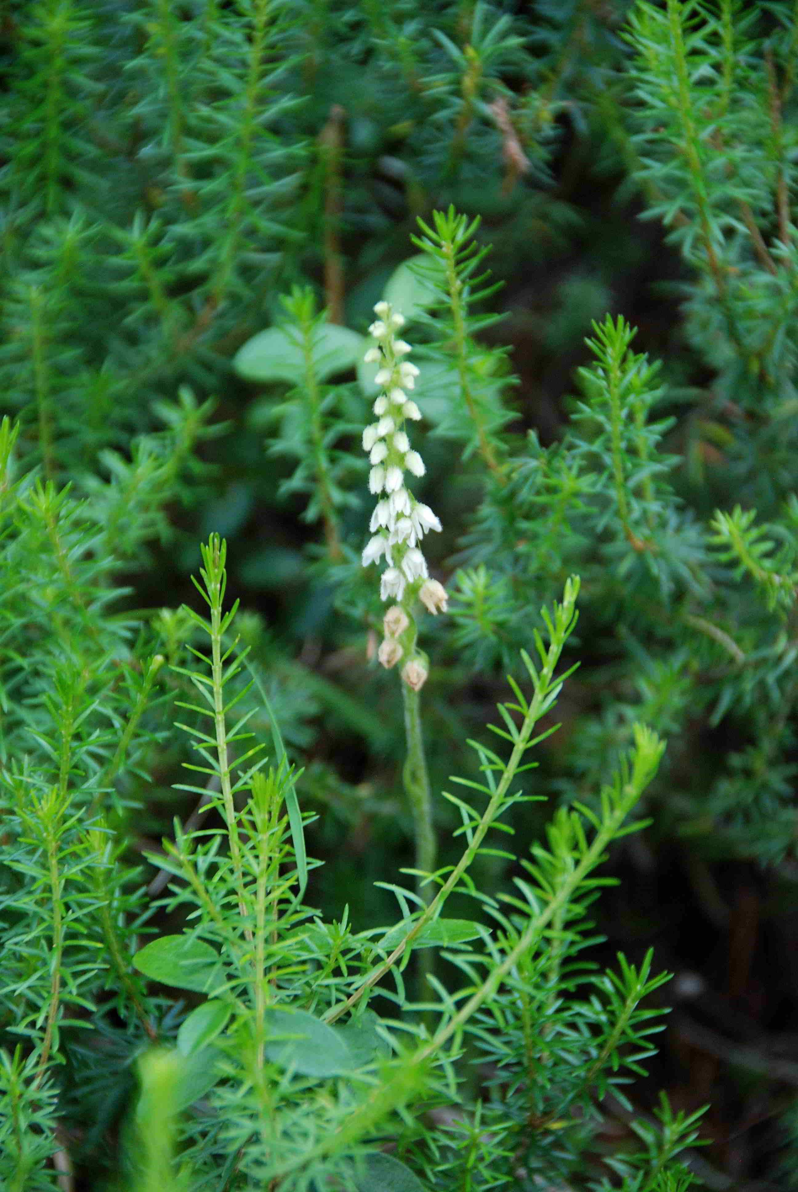 Semmering-Wolfsbergkogel-07072018-(47) - Goodyera repens - Netzblatt.JPG