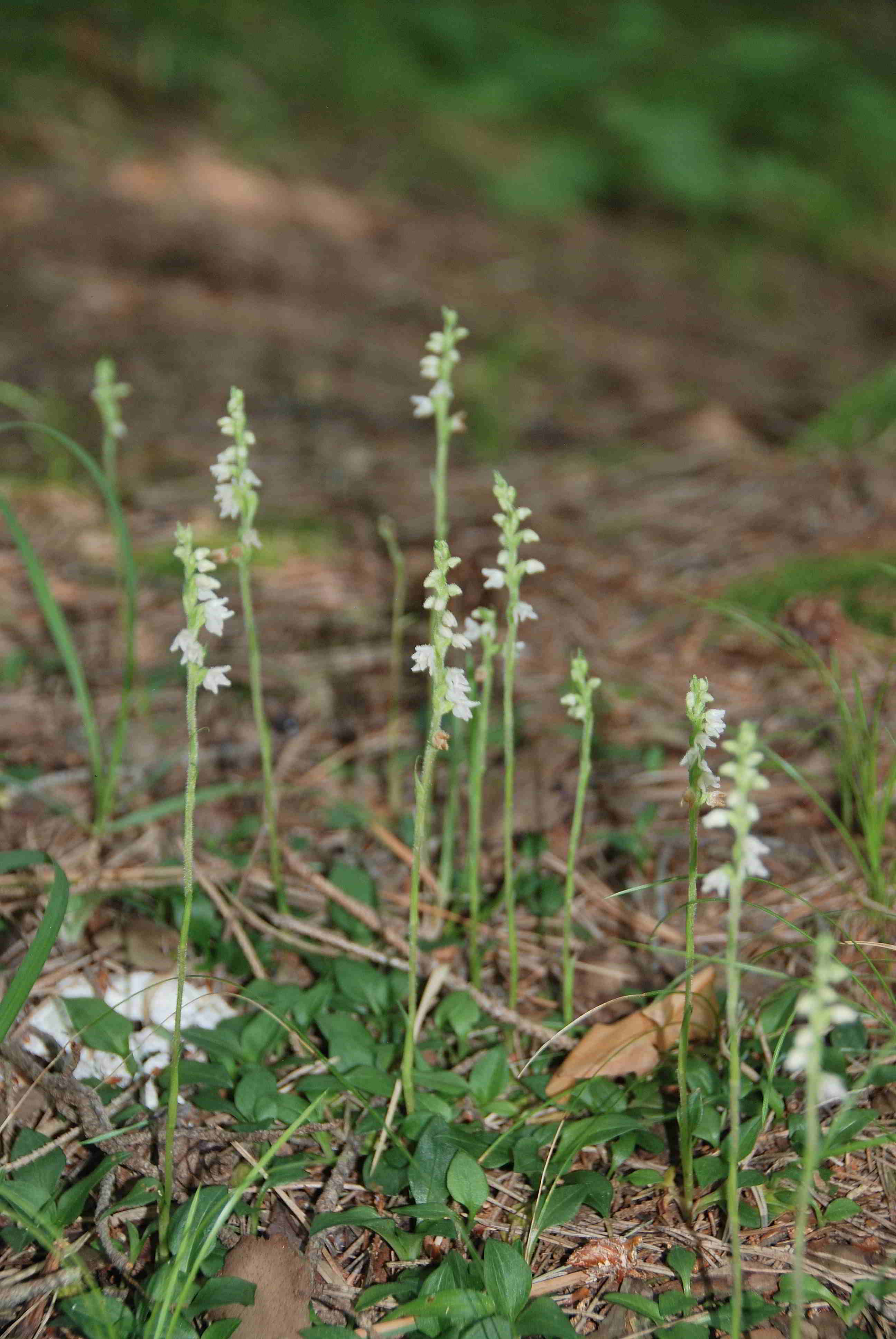 Kernhof-14072018-(4) - Goodyera repens - Netzblatt.JPG