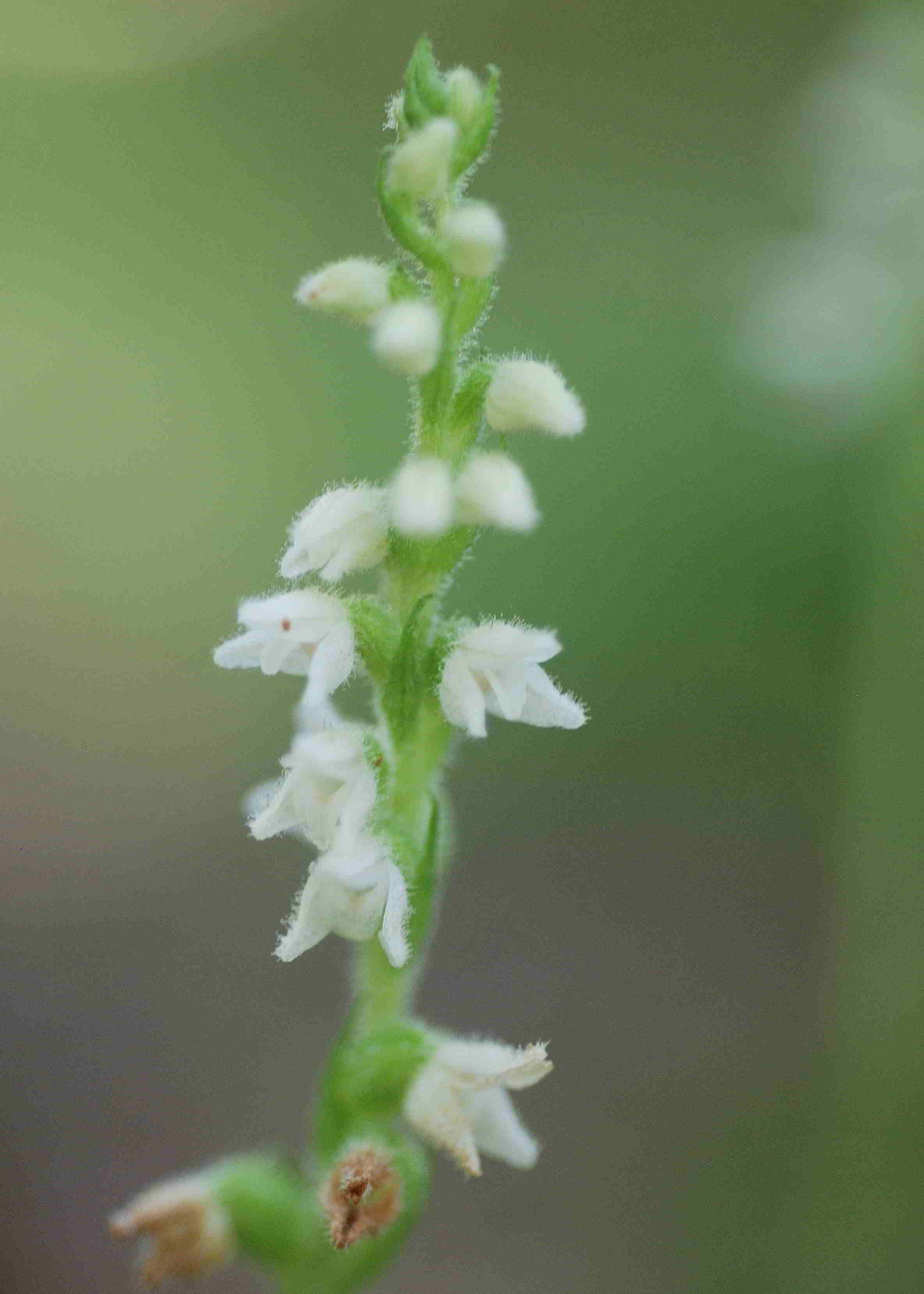 Kernhof-14072018-(10) - Goodyera repens - Netzblatt.JPG