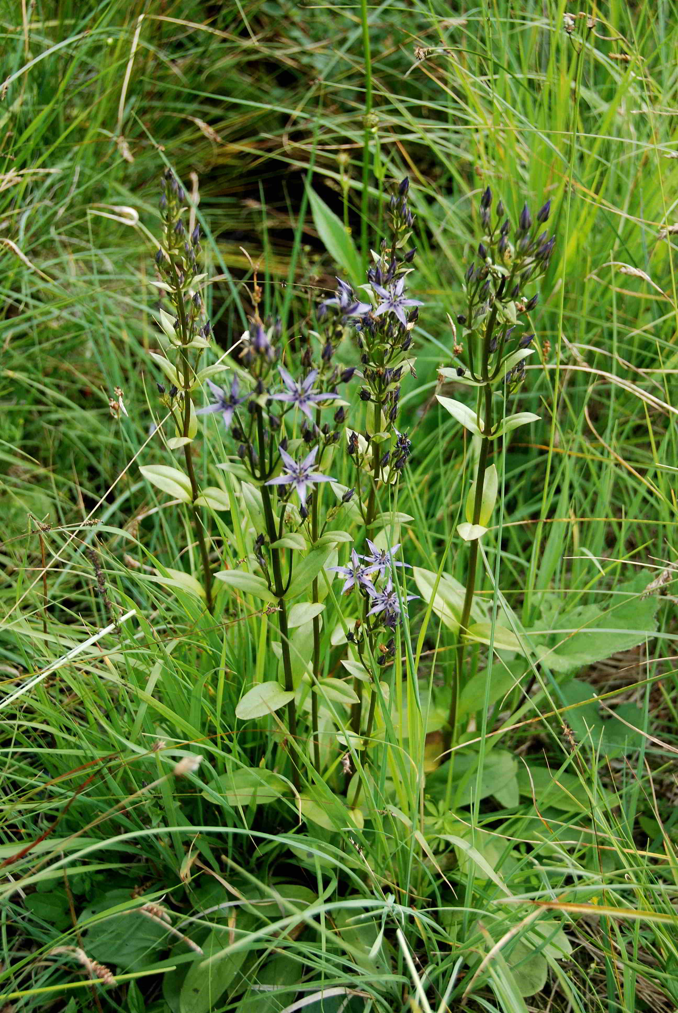 Rohr im Gebirge-14072018-Swertia perennis-(1).JPG