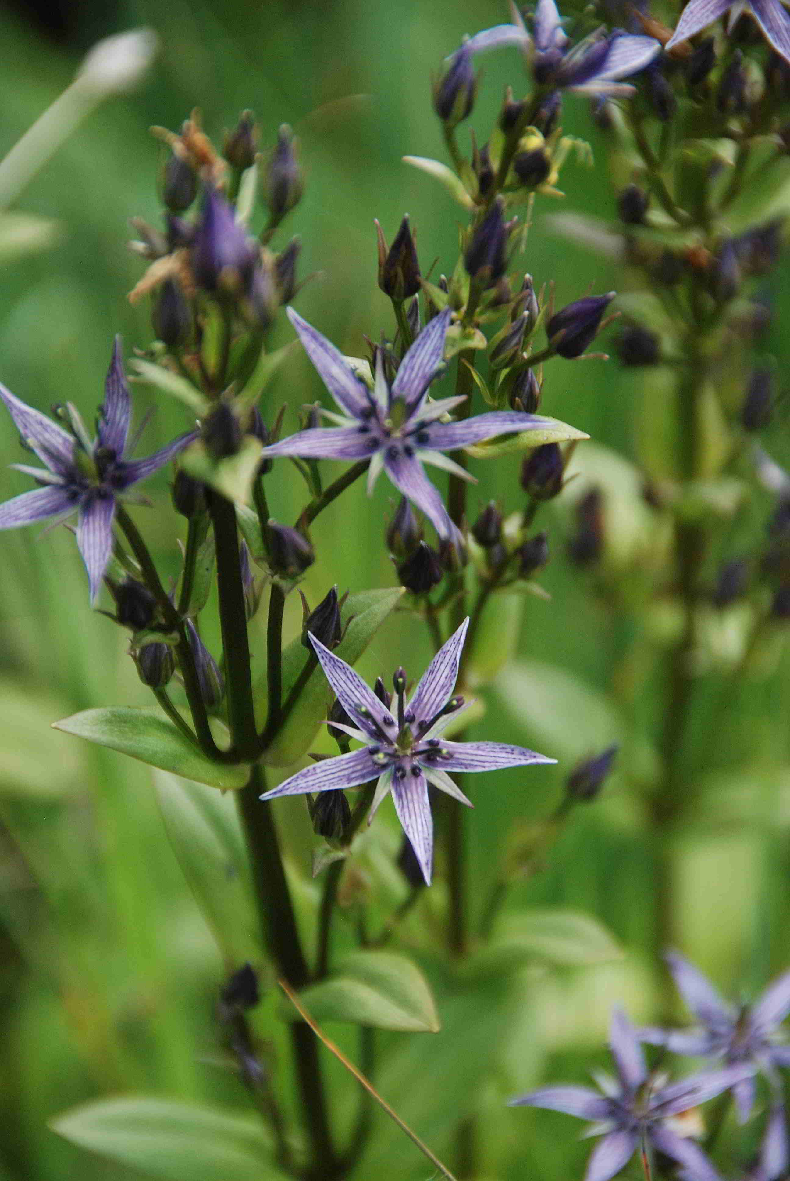 Rohr im Gebirge-14072018-Swertia perennis-(2).JPG