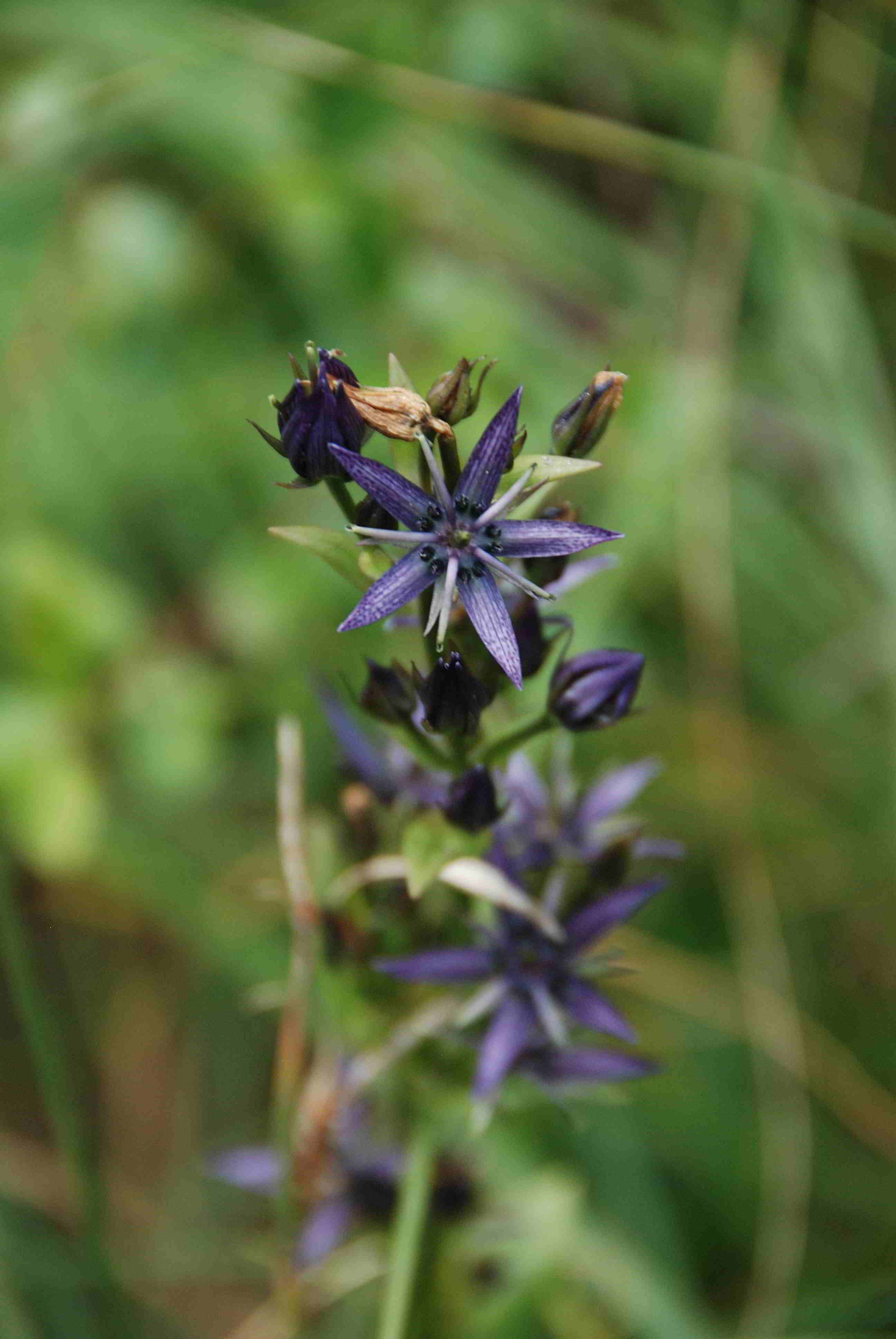 Rohr im Gebirge-14072018-Swertia perennis-(3).JPG