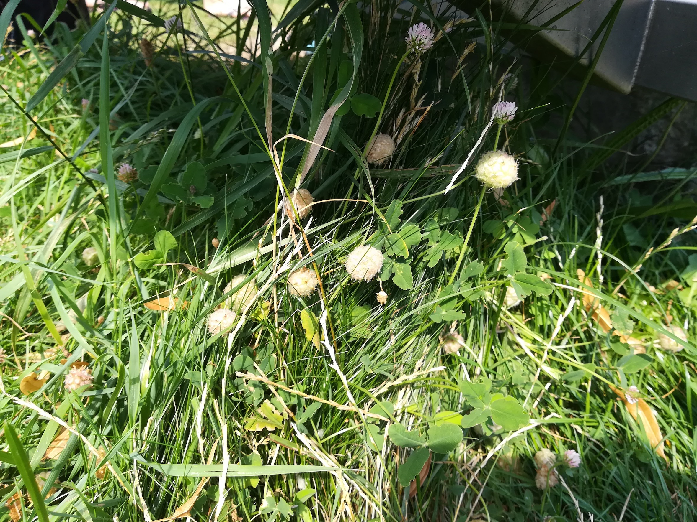 wasserspielplatz donauinsel trifolium fragiferum_20180715_110140 Kopie.jpg