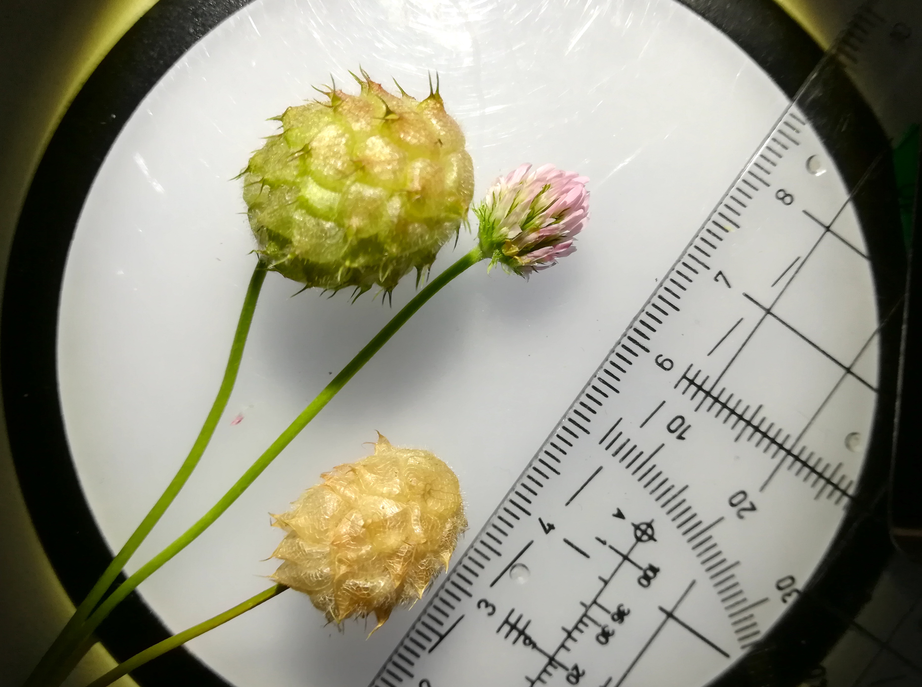 wasserspielplatz donauinsel trifolium fragiferum_20180715_150352 Kopie.jpg