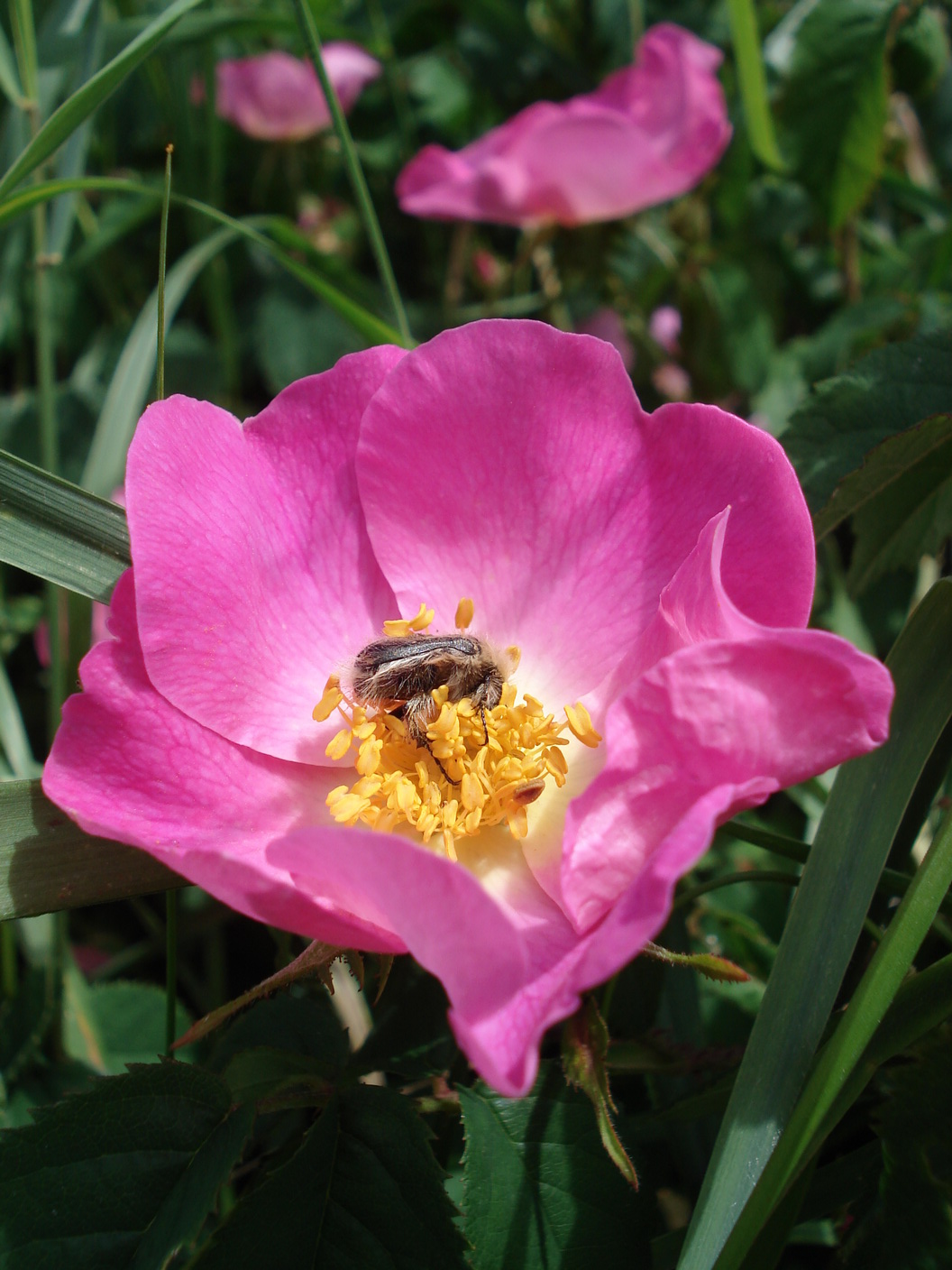 Rosa gallica.St-Klöch 16.Mai 2018.JPG