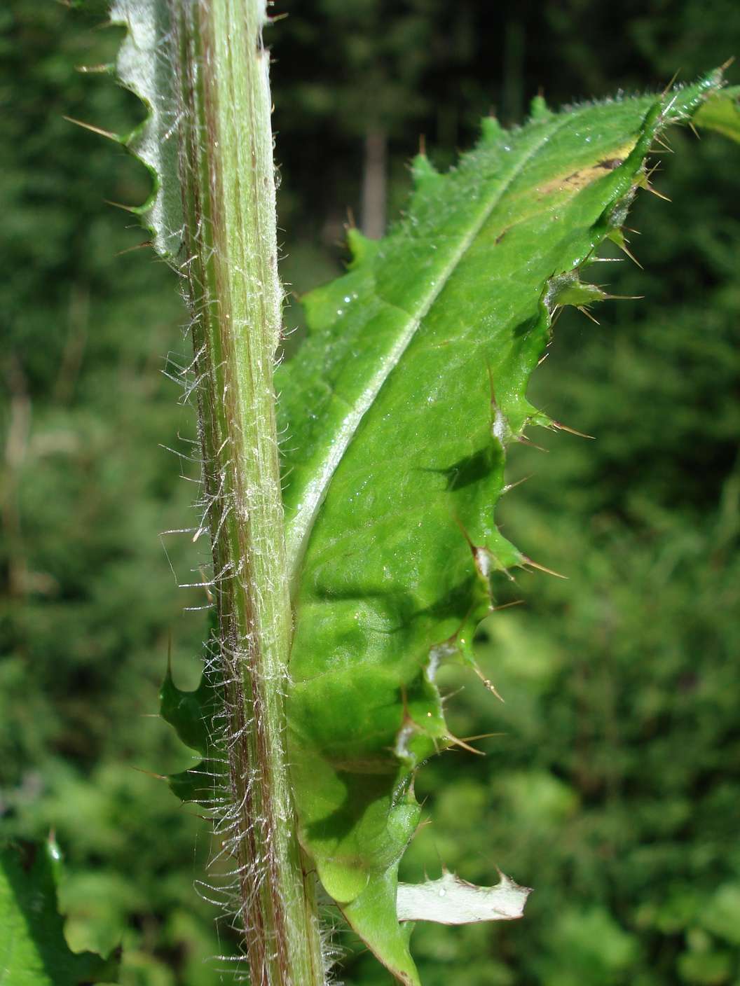 Cirsium.heterophyllum x palustre.St-Seckauer. T.Hagengraben.JPG