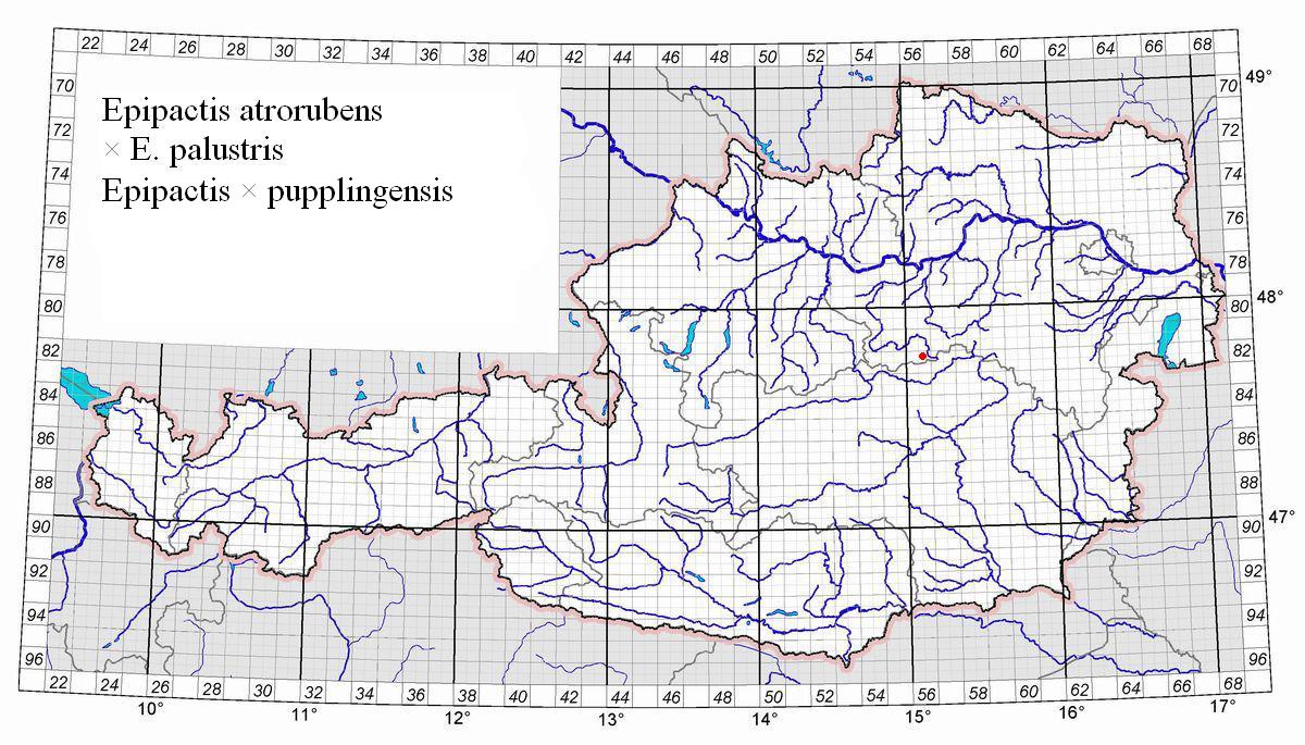 Epi.atrorubens x palustris.jpg