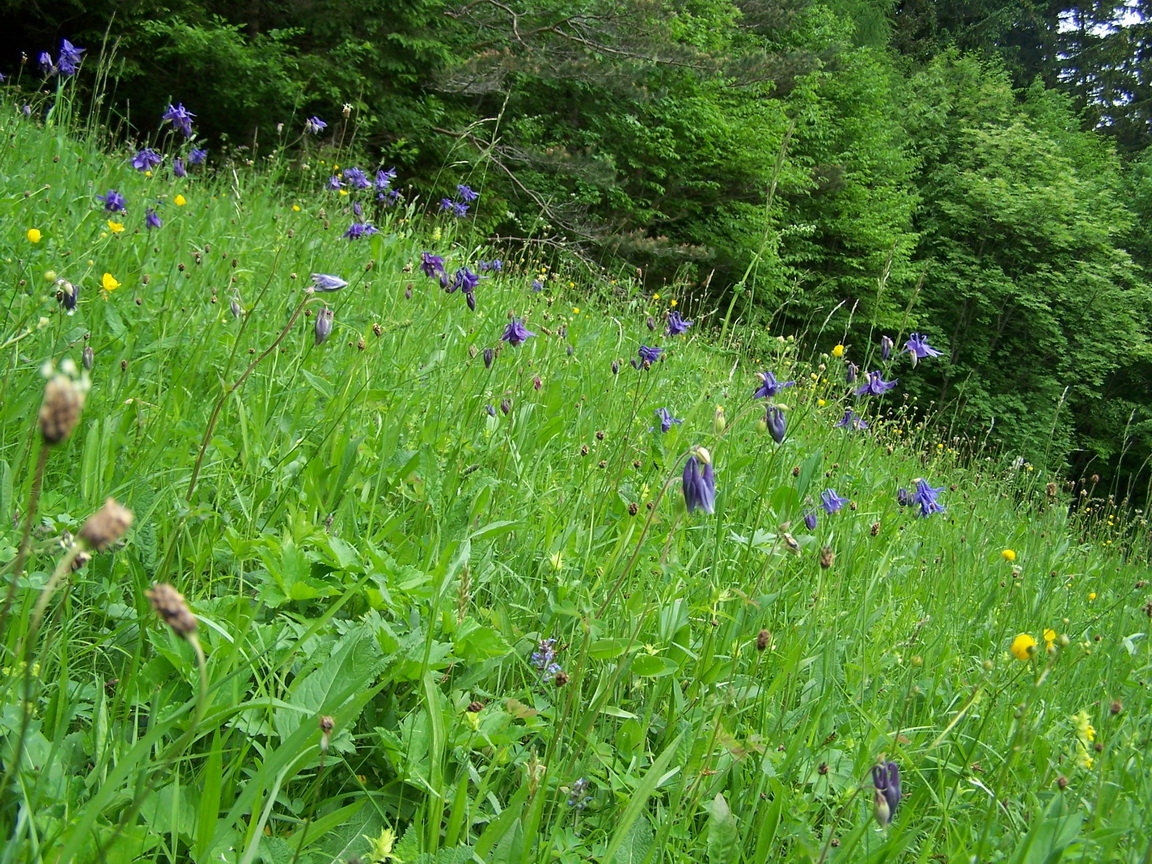 Aquilegia.vulgaris.K-Sittersdorf.Blasnitzen.W.Baier.JPG