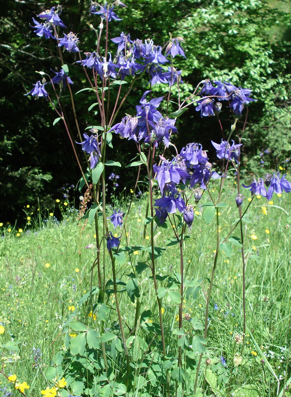 Aquilegia.vulgaris.St-Frohnleiten.jpg