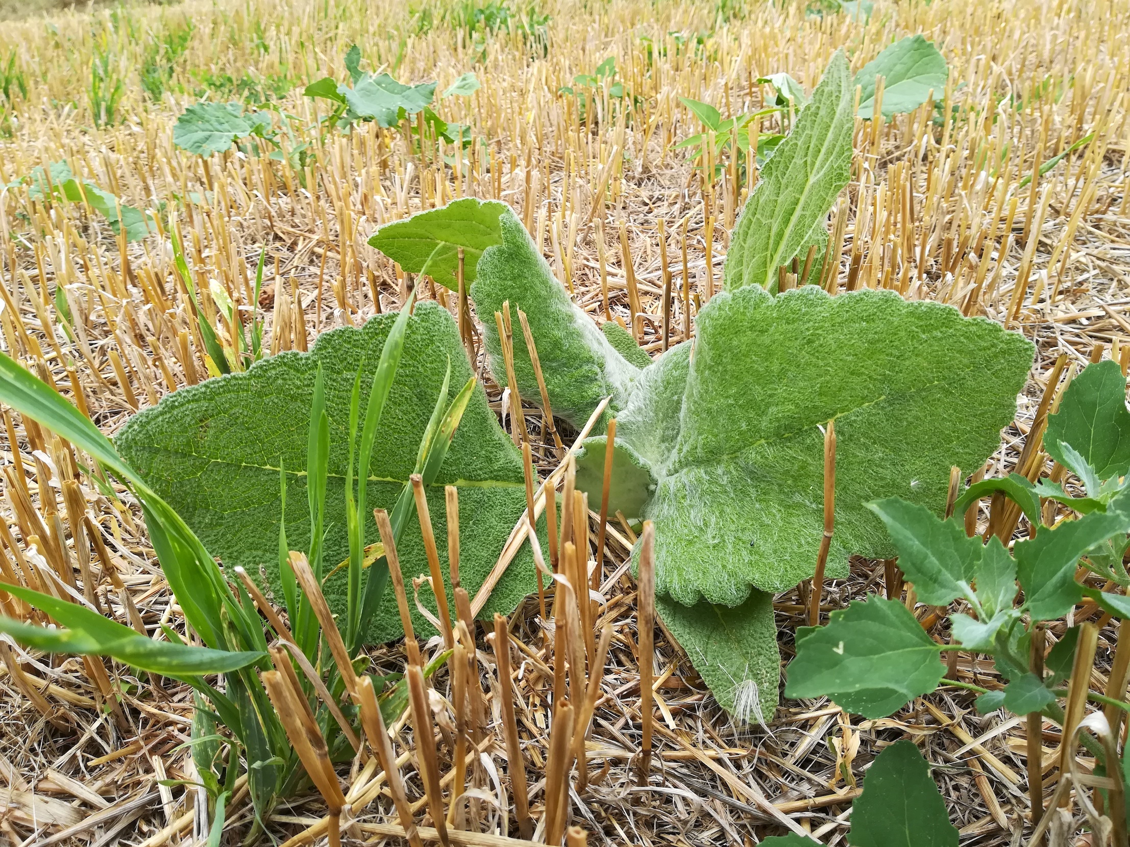 salvia aethiopis N Kledering_20180718_143850.jpg