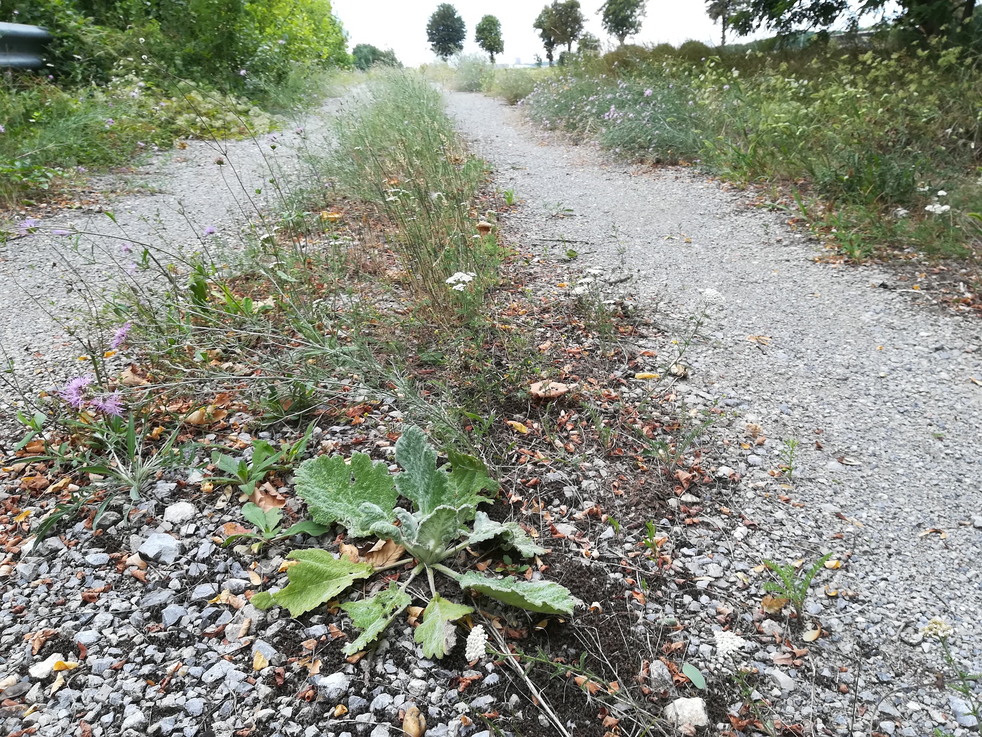 salvia aethiopis N Kledering_20180718_145515.jpg