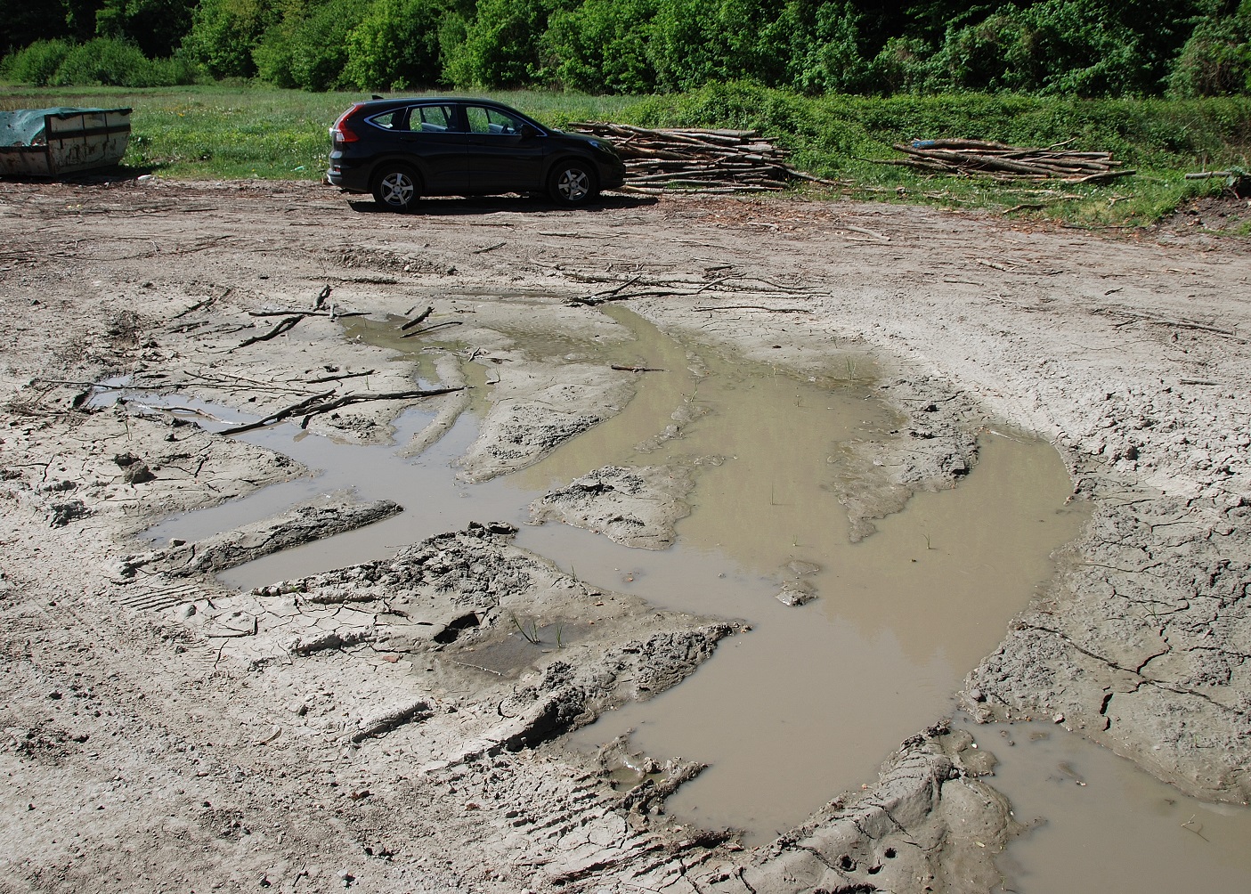 Wienerwaldsee-01052018-(10)-Lacke beim Parkplatz unter Autobahnbrücke - Wasserfrösche.JPG