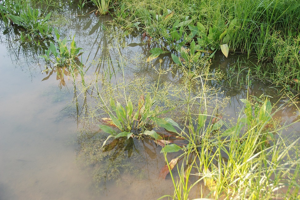 Wienerwaldsee-14072018-(7) - Parkplatz unter der Autobahnbrücke - Alisma plantago-aquatica - Gewöhnlicher Froschlöffel.JPG