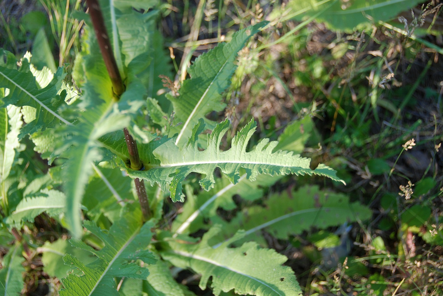 Wienerwaldsee-14072018-(19) - Parkplatz unter der Autobahnbrücke - Dipsacus laciniatus - Schlitzblatt-Karde.JPG