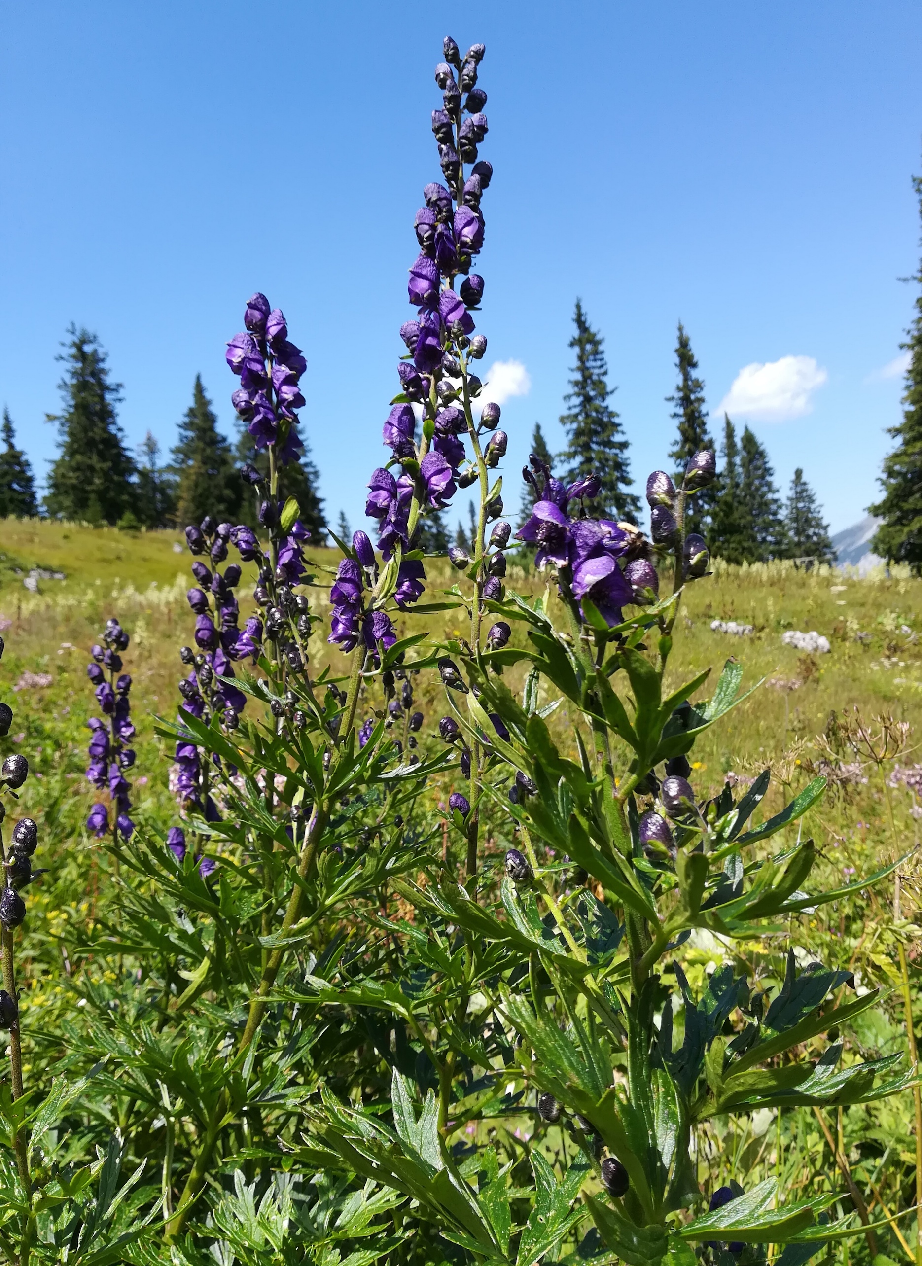 aconitum napellus s. str. rax törlweg zw. bergstation seilbahn und törlkopf_20180720_173934.jpg