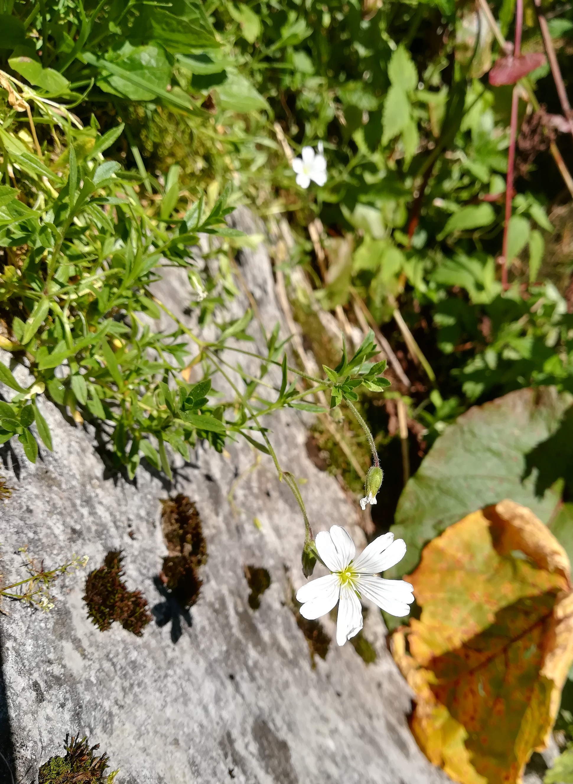 cerastium arvense subsp. arvense rax törlweg zw. bergstation seilbahn und törlkopf_20180720_173755.jpg