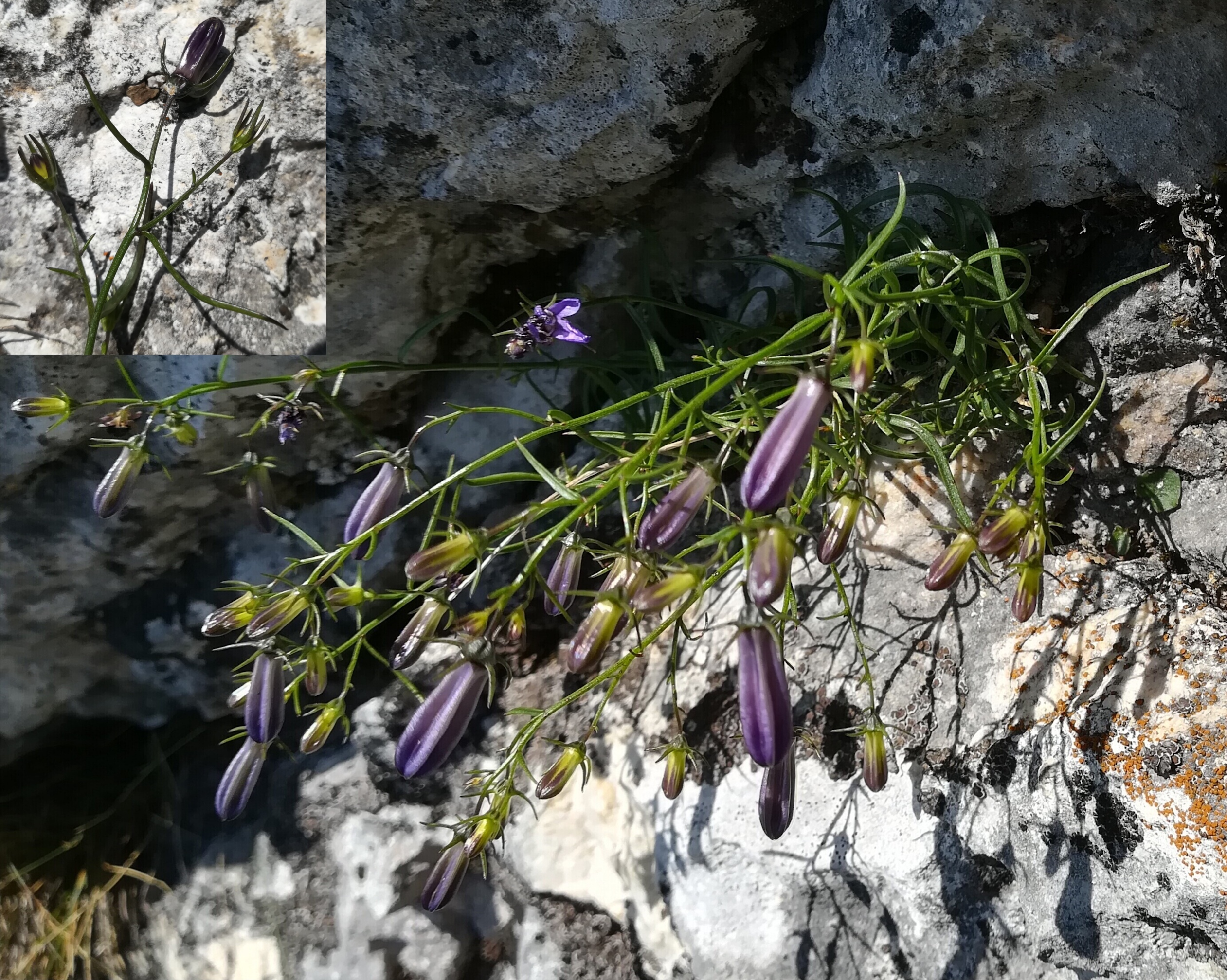 campanula cf. praesignis rax törlweg zw. bergstation seilbahn und törlkopf_20180720_172856.jpg