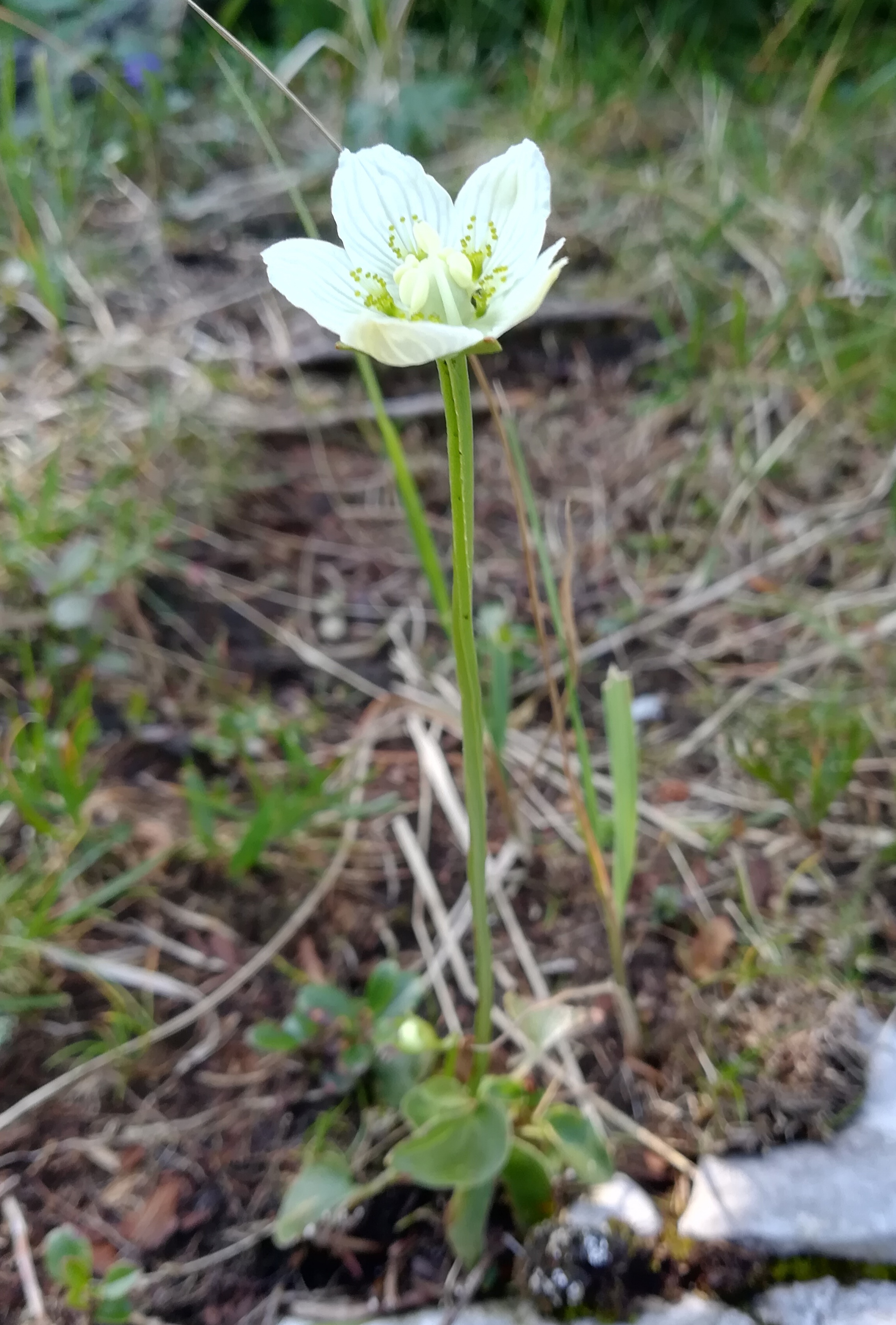 parnassia palustris rax törlweg zw. bergstation seilbahn und törlkopf_20180720_171844.jpg