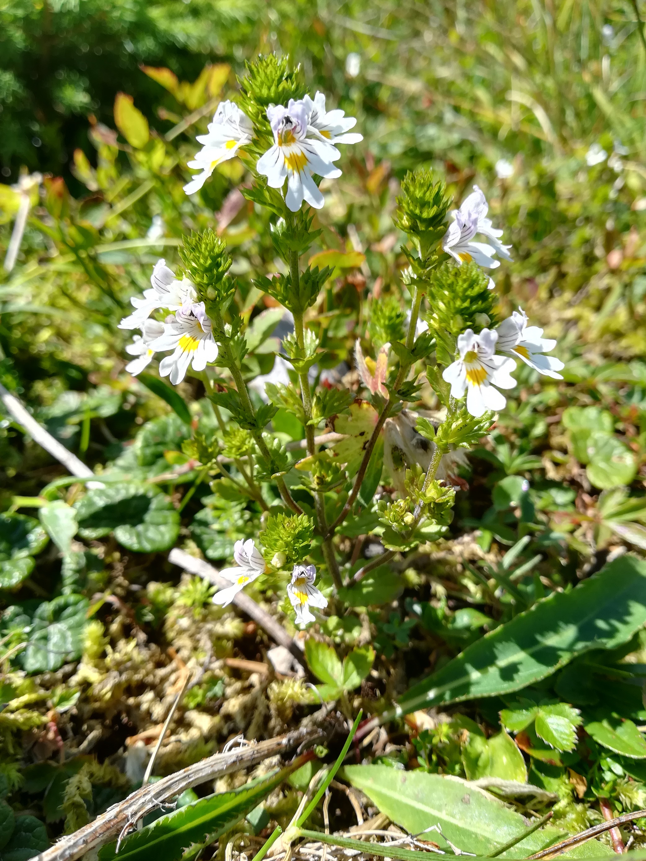 euphrasia salisburgensis rax törlweg zw. bergstation seilbahn und törlkopf_20180720_131022.jpg