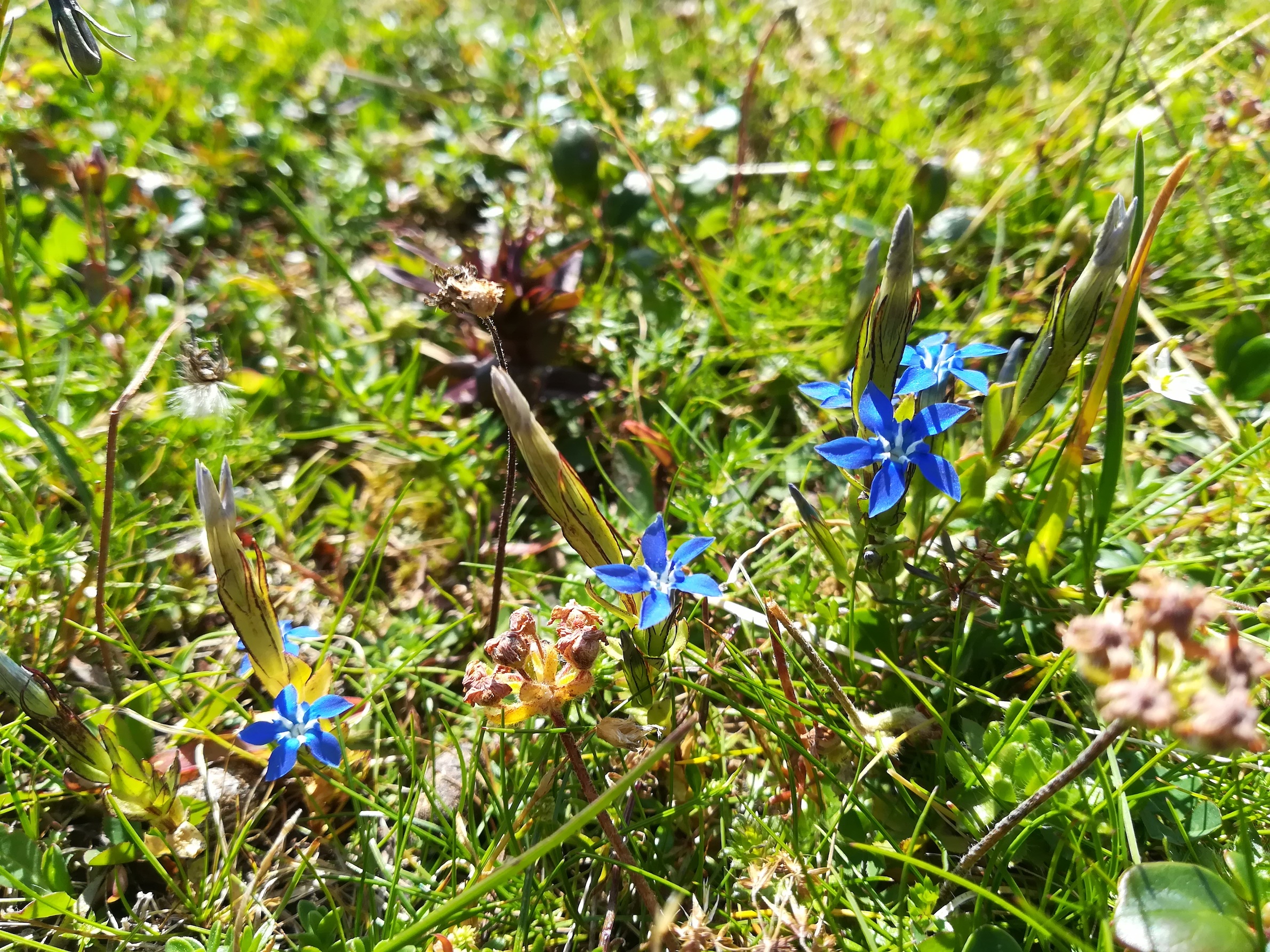 gentiana nivalis rax törlweg zw. bergstation seilbahn und törlkopf_20180720_113411.jpg