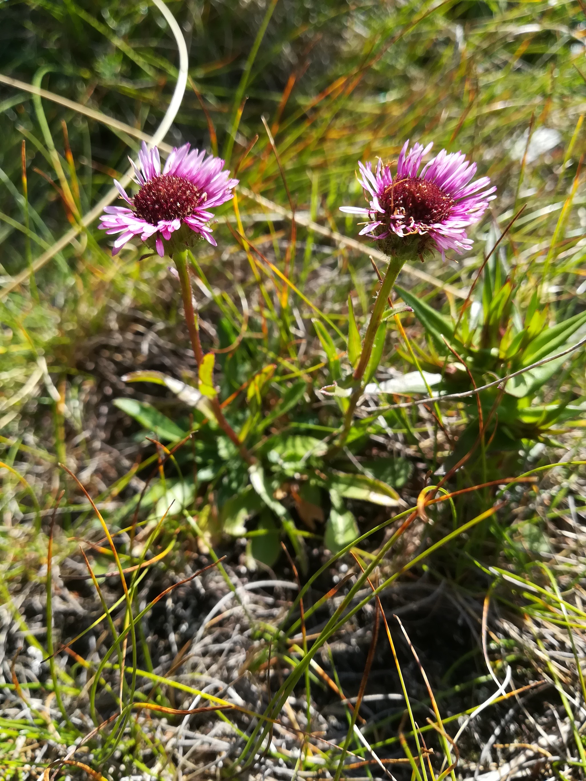 erigeron glabratus subsp. glabratus rax törlweg zw. bergstation seilbahn und törlkopf_20180720_100550.jpg