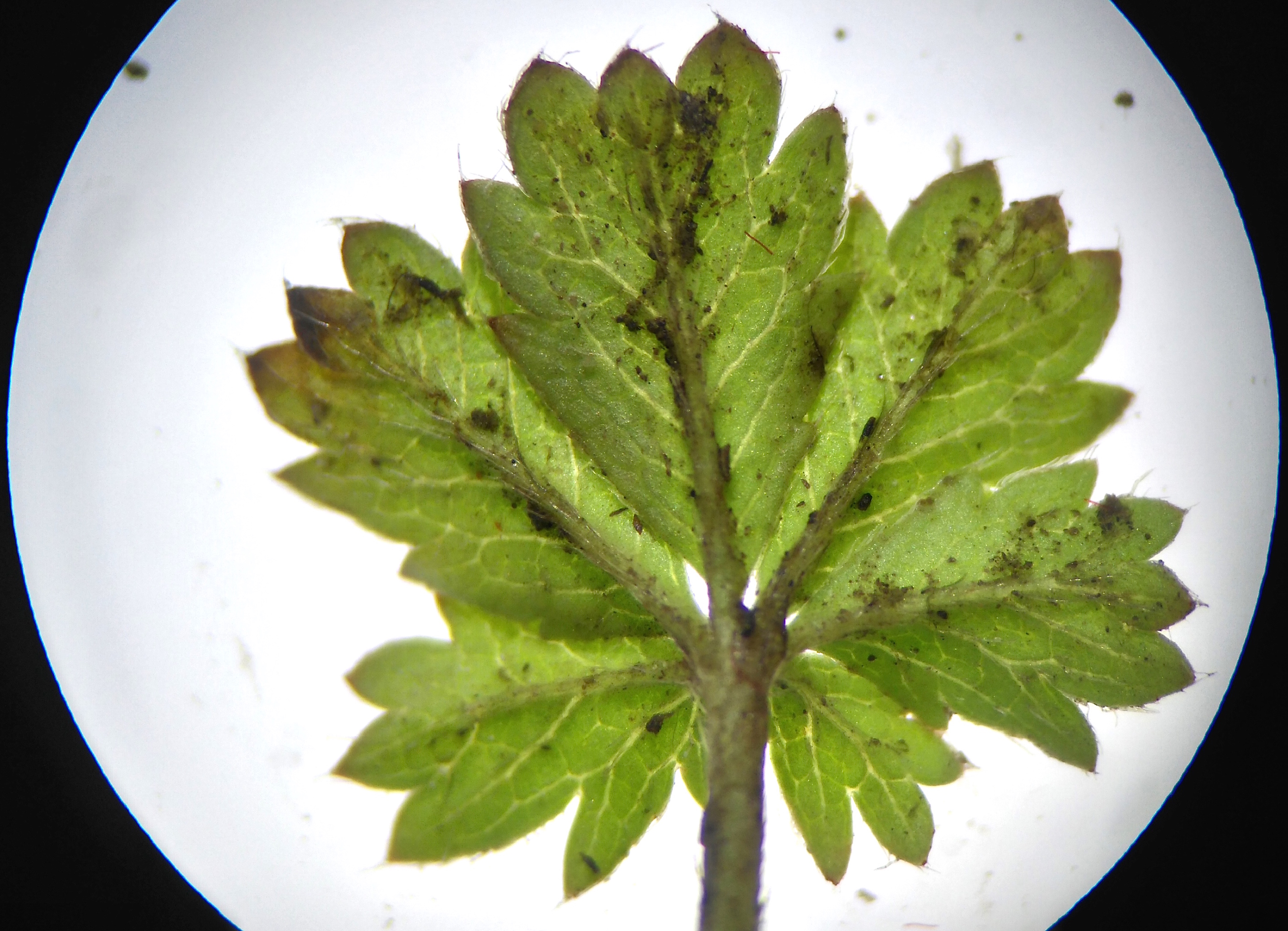 potentilla cf. neumanniana_8148.JPG