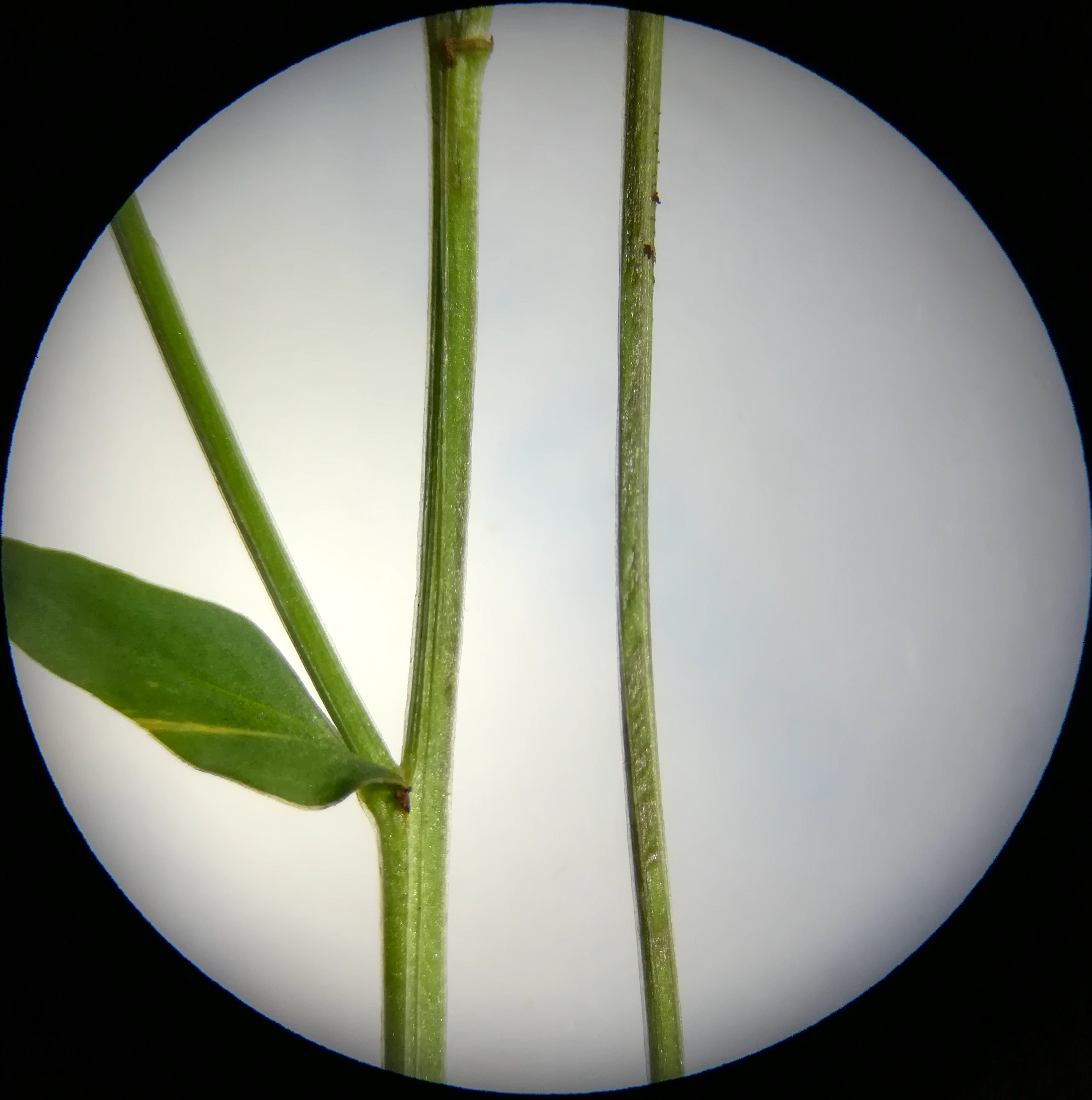 linum flavum (s. str.) hirtenberg_20180721_180554.jpg