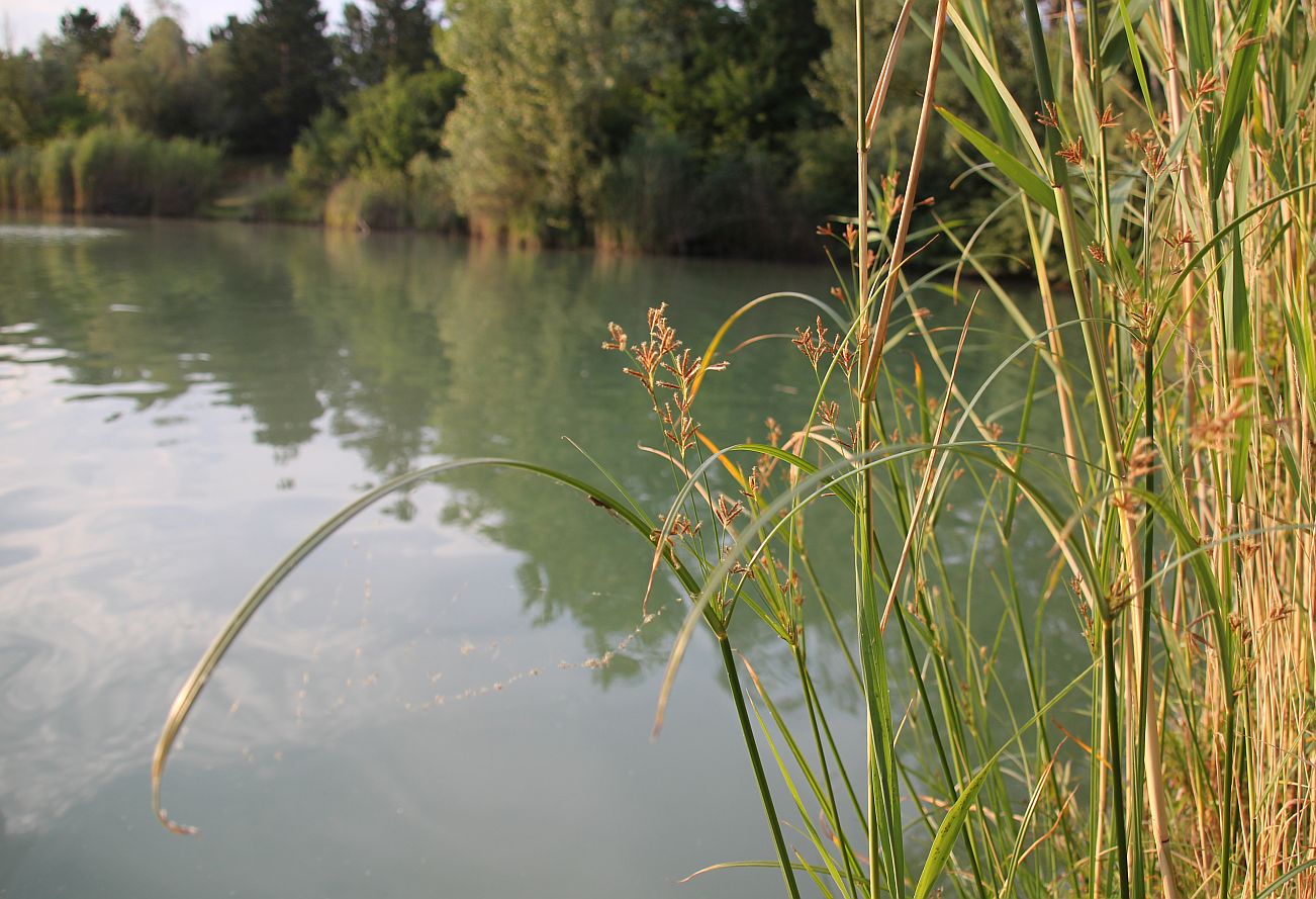 Cyperus longus Traiskirchen Teich ehem Ziegelfabrik_20180705_04.jpg