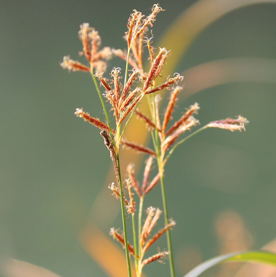 Cyperus longus Traiskirchen Teich ehem Ziegelfabrik_20180705_06.jpg