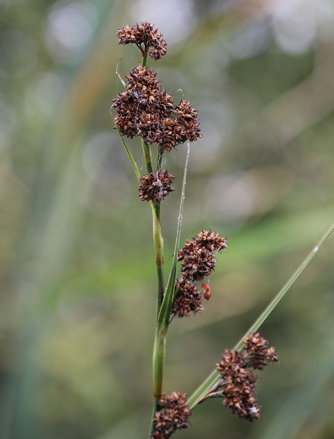 Cladium mariscus Waldhofteich Oeynhausen_20180716_13.jpg