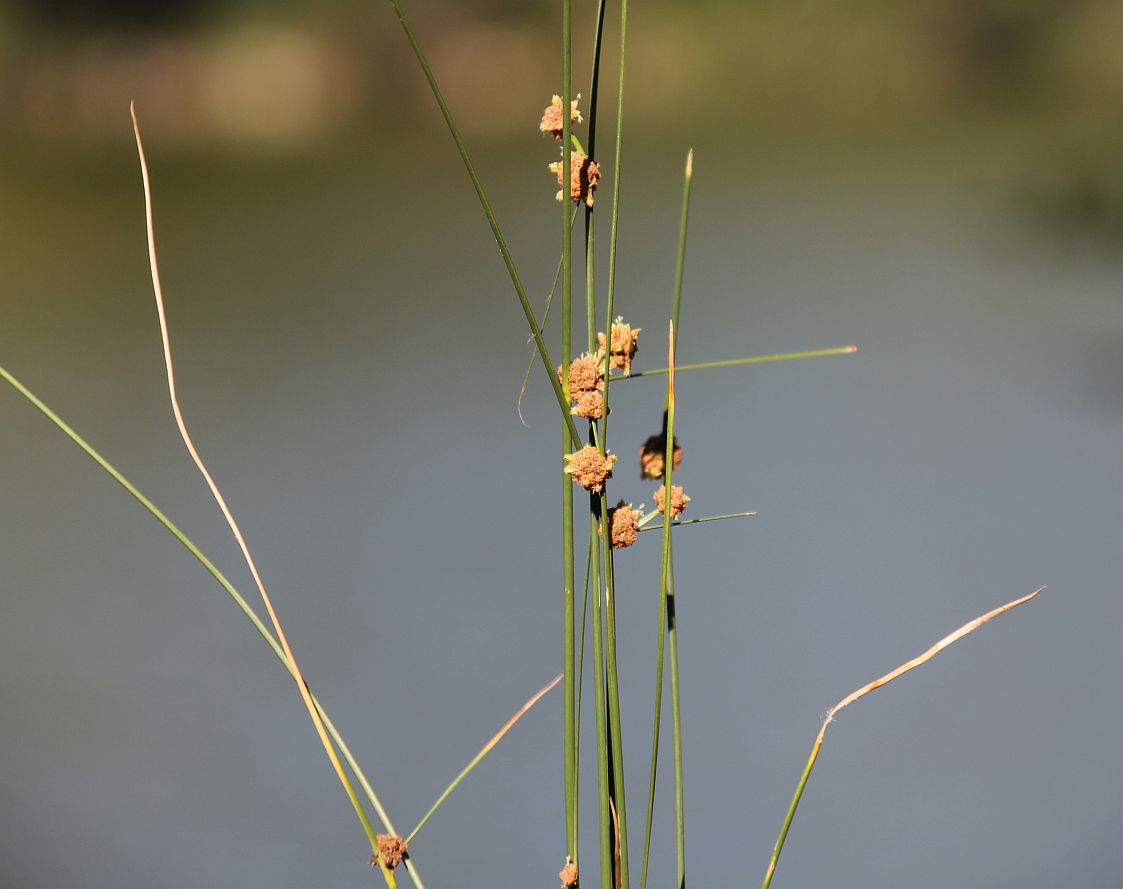 Scirpoides holoschoenus Oasenteiche Wienersdorf_20180720_03.jpg