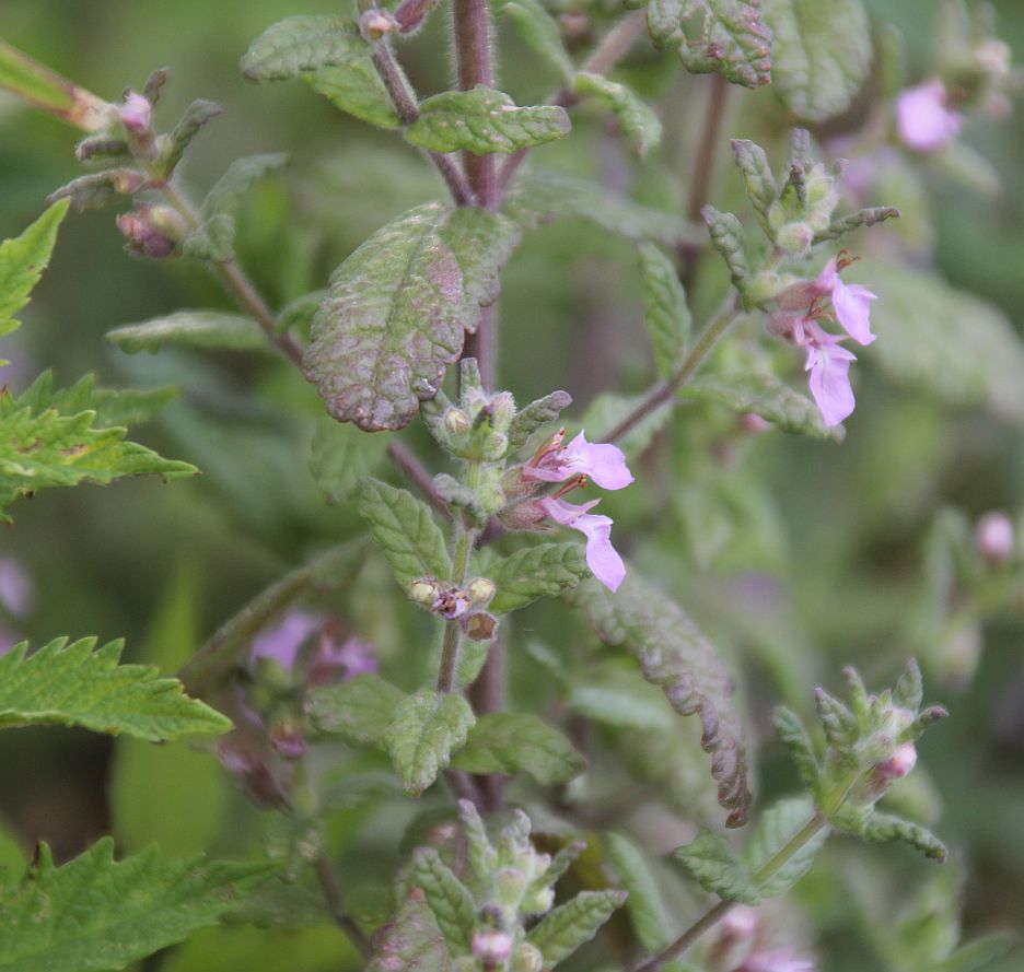 Teucrium scordium Waldhofteich Oeynhausen_20180716_04.jpg