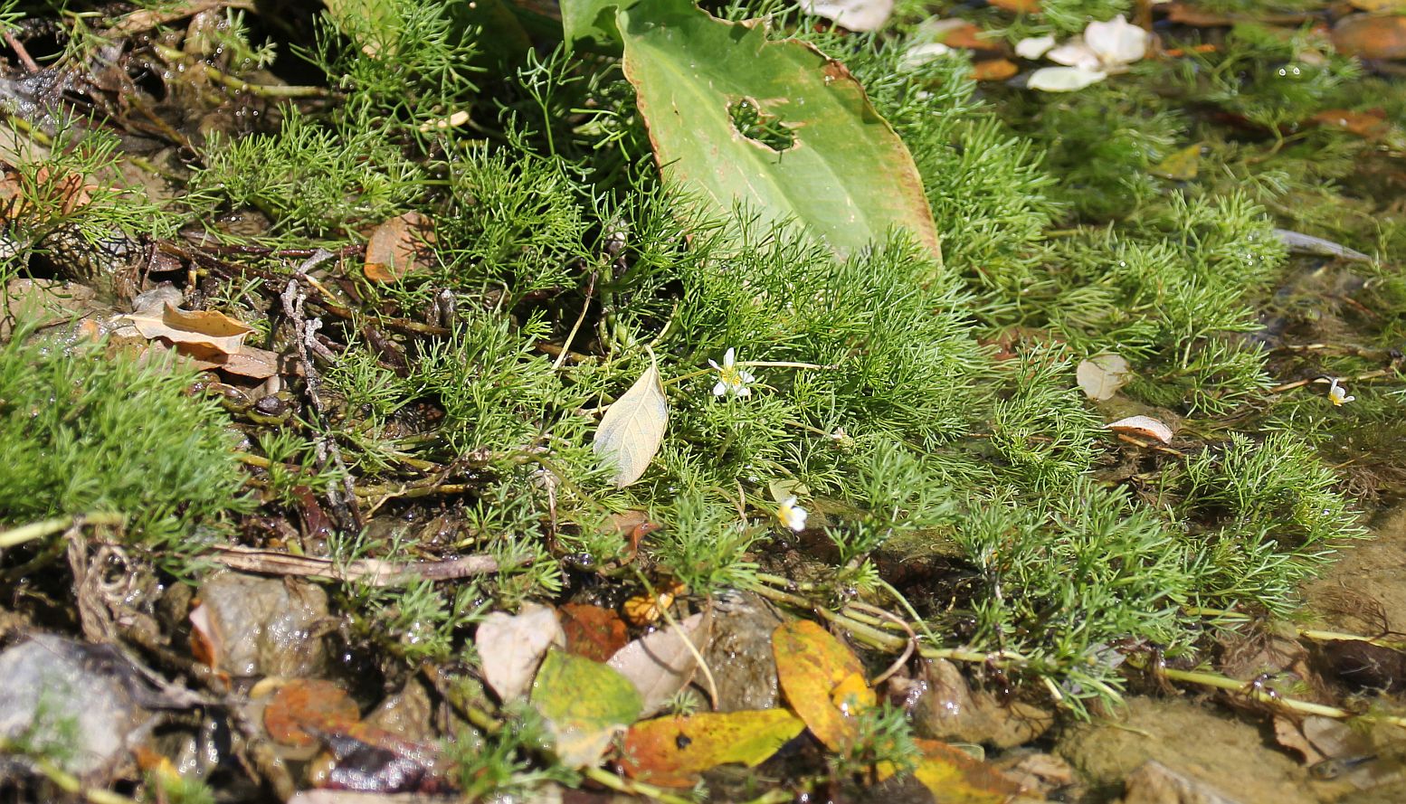 Ranunculus cf baudotii Oasenteiche Wienersdorf_20180720_31.jpg