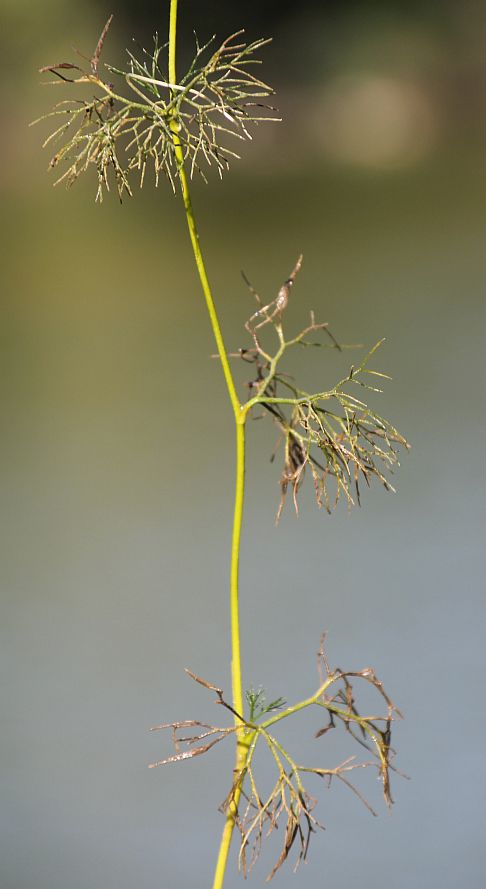 Ranunculus cf baudotii Oasenteiche Wienersdorf_20180720_08.jpg