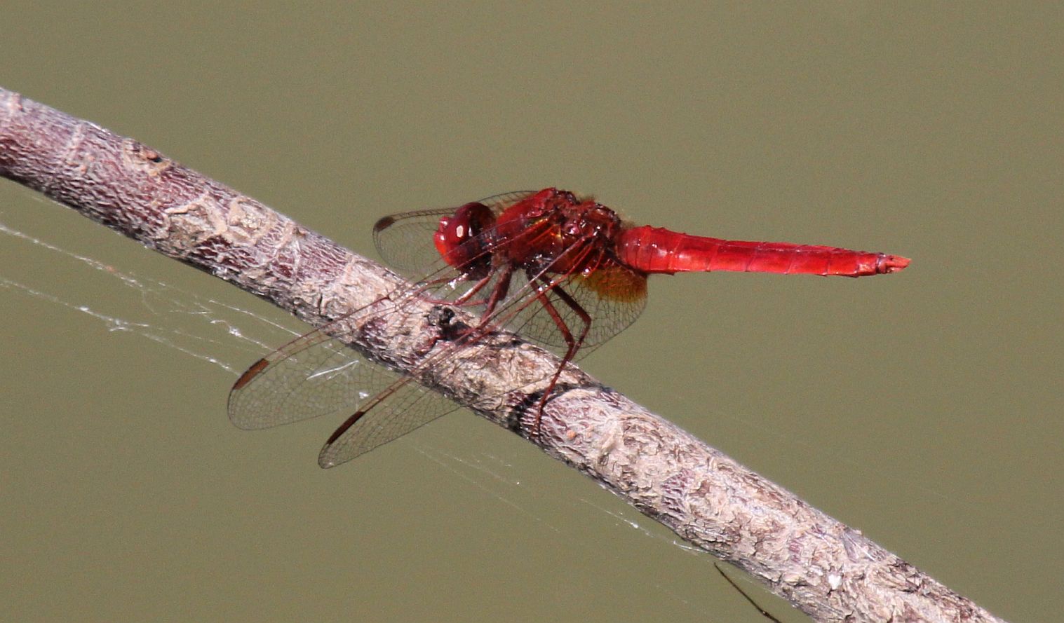 Crocothemis erythraea Oasenteiche Wienersdorf_20180720_23.jpg