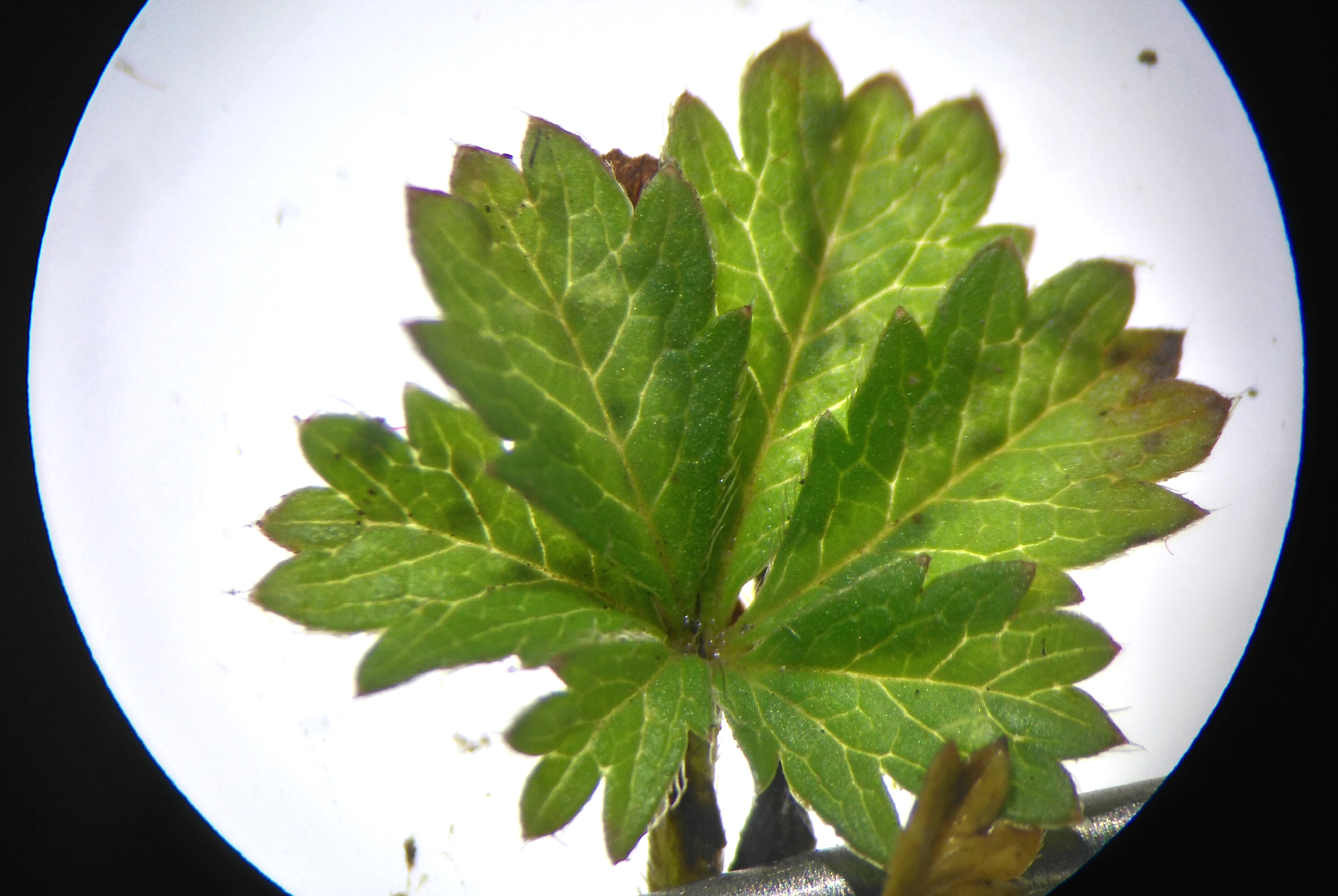 potentilla cf. neumanniana_8145.JPG