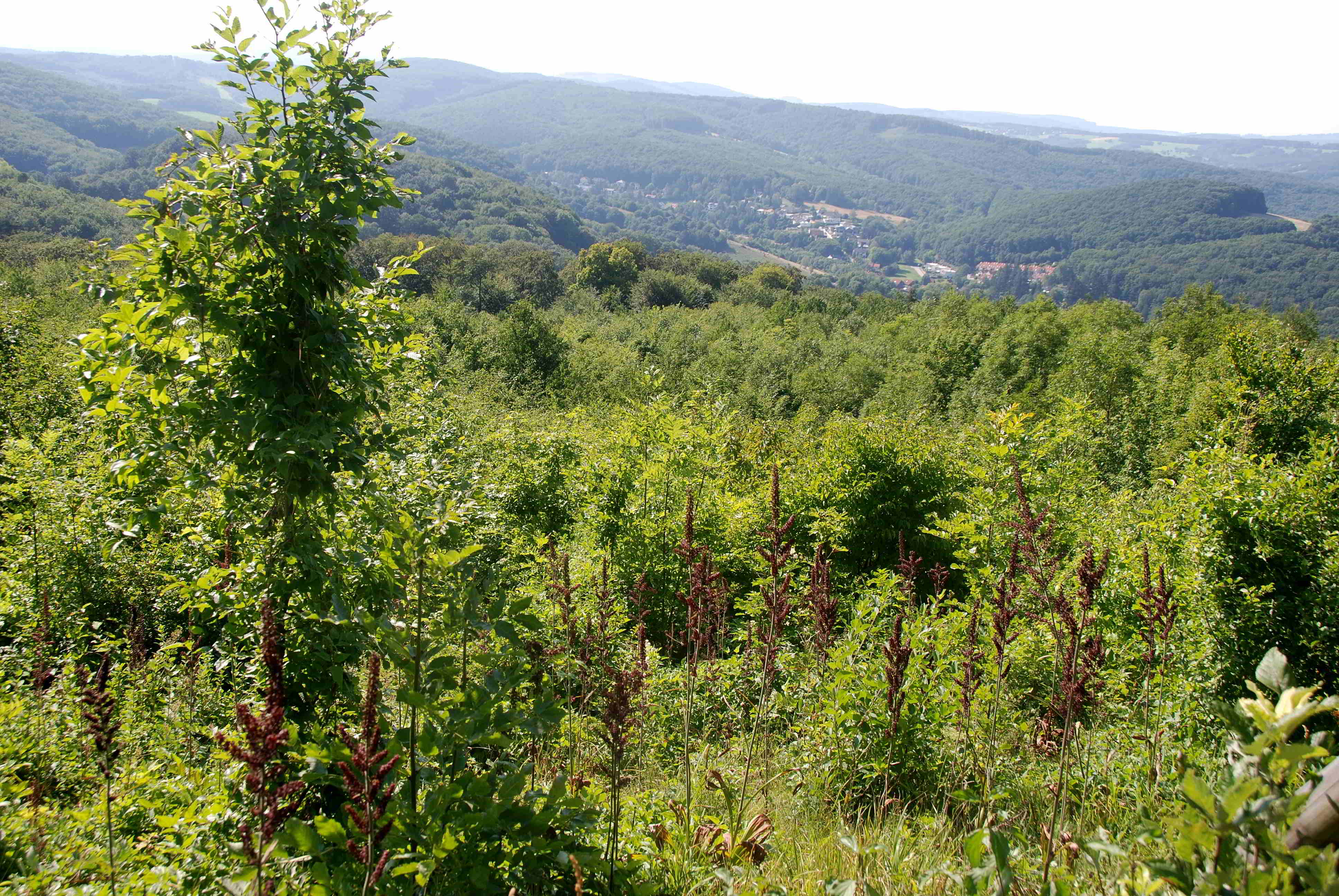 Kaltenleutgeben-20072018-(35) - Weg Huberram - Forstweg Sender - Veratrum nigrum - Schwarz-Germer.JPG