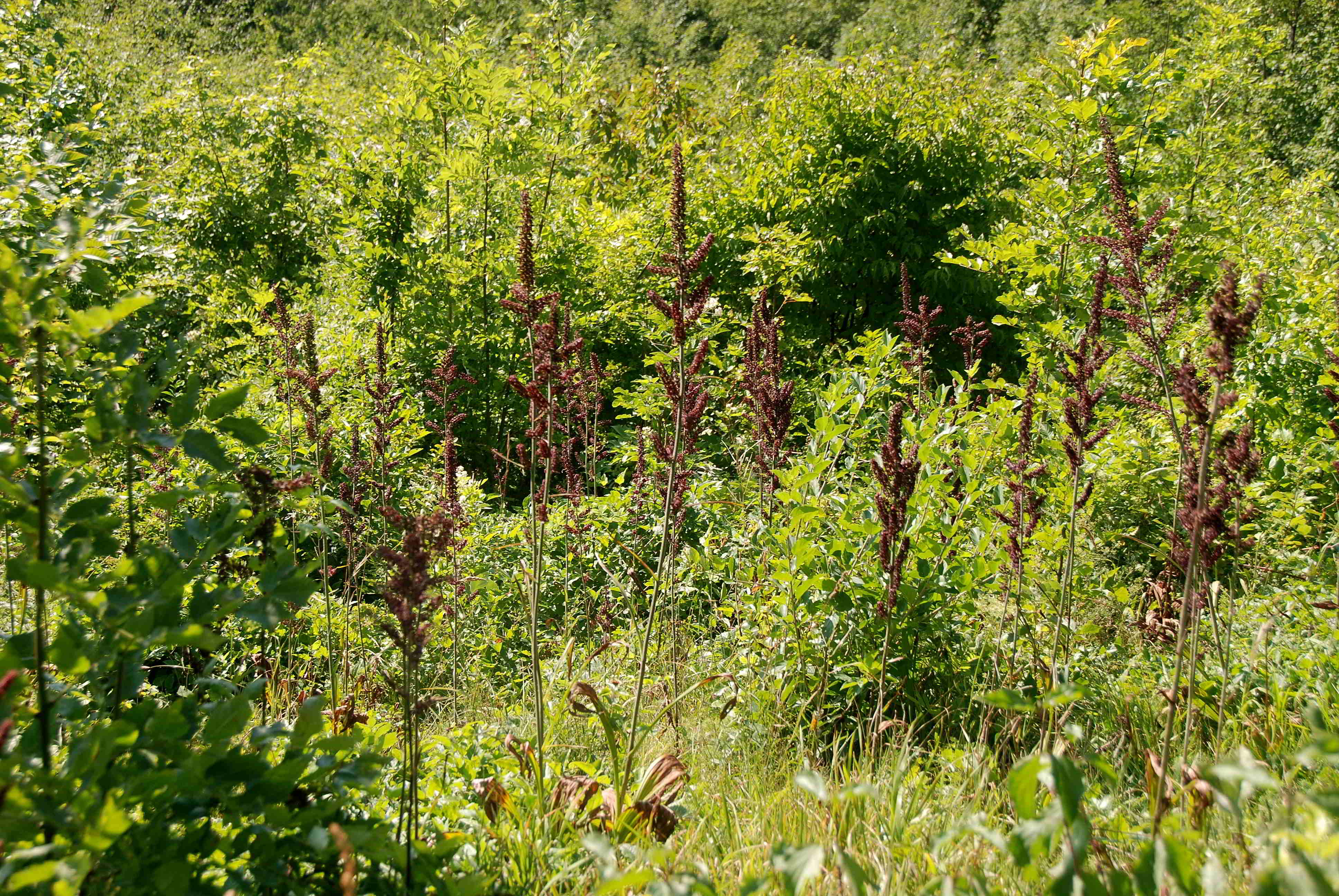 Kaltenleutgeben-20072018-(37) - Weg Huberram - Forstweg Sender - Veratrum nigrum - Schwarz-Germer.JPG