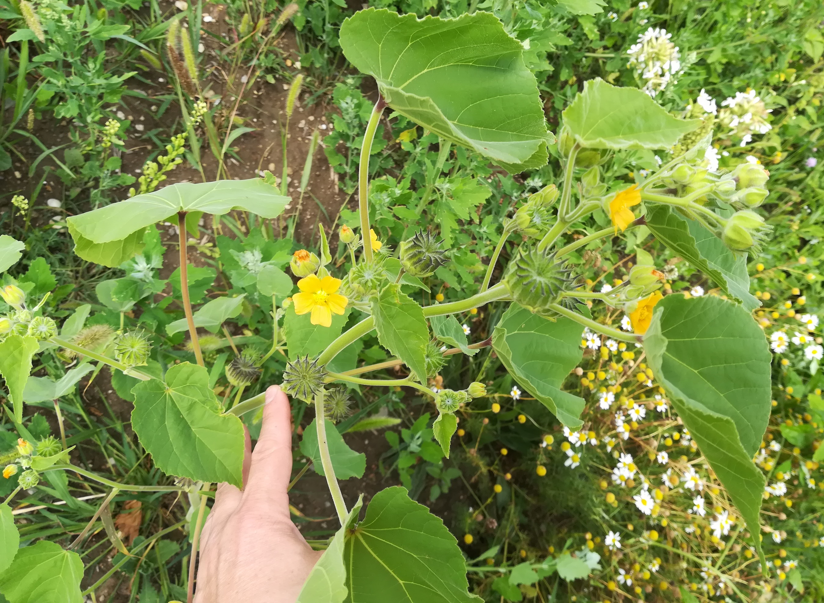 abutilon theophrasti schwadorfer wald_20180722_133018.jpg