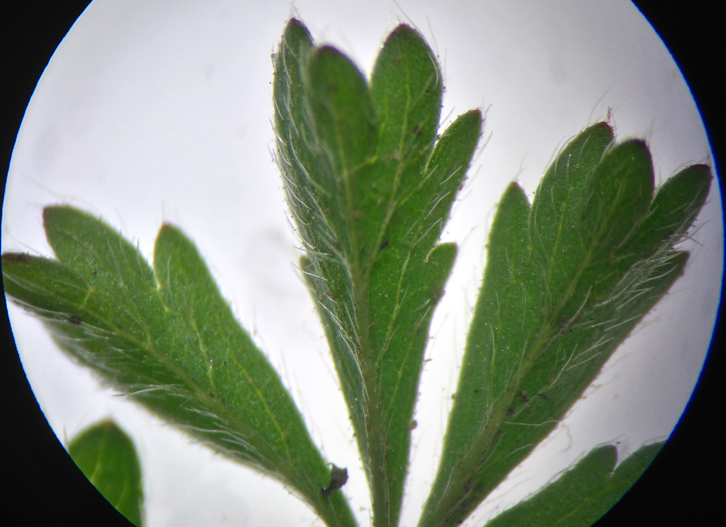 potentilla cf. neumanniana_8143.JPG