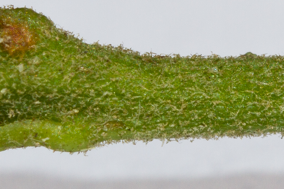 Hieracium sp Achse unter Blüte.jpg