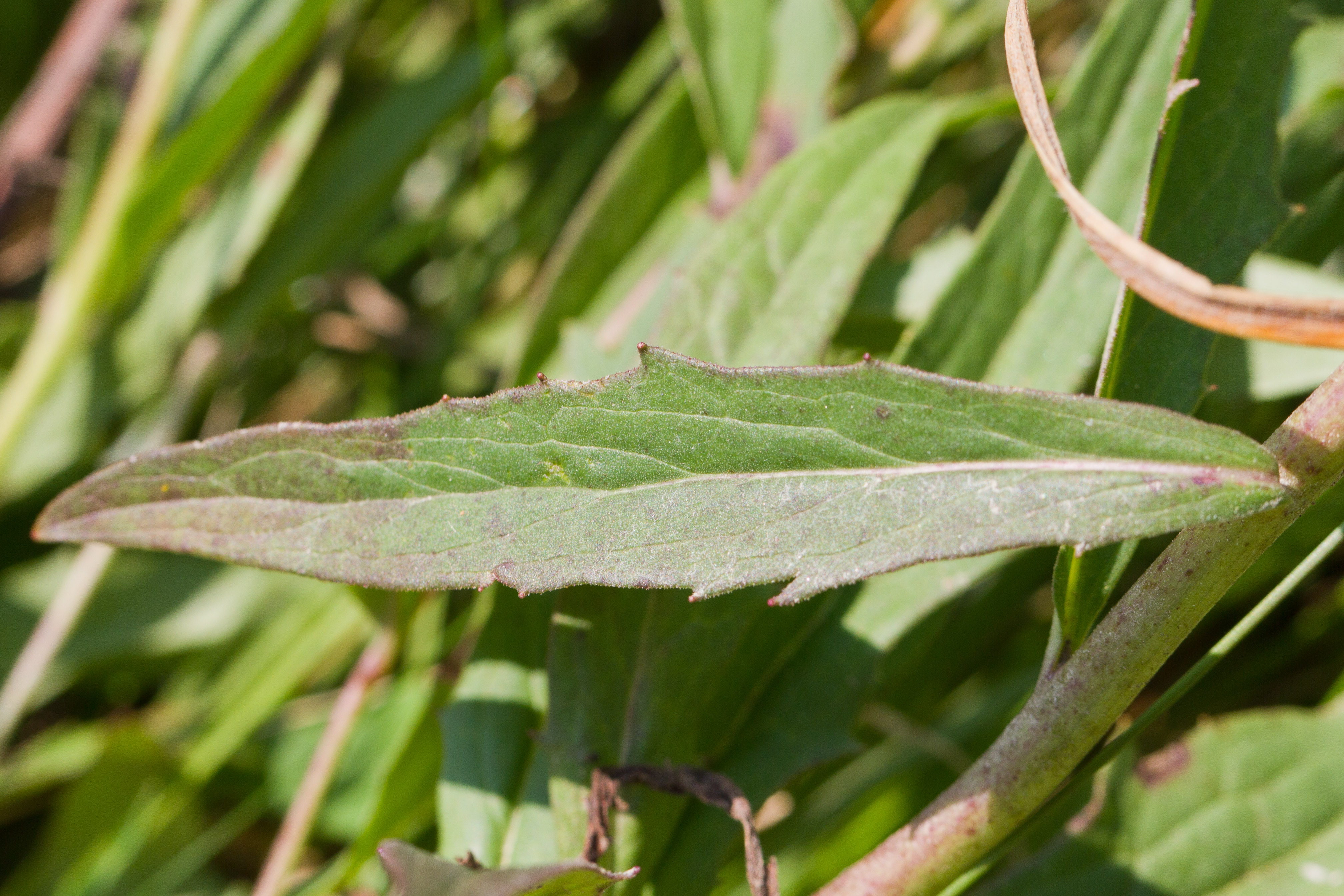 Hieracium sp Blatt.jpg