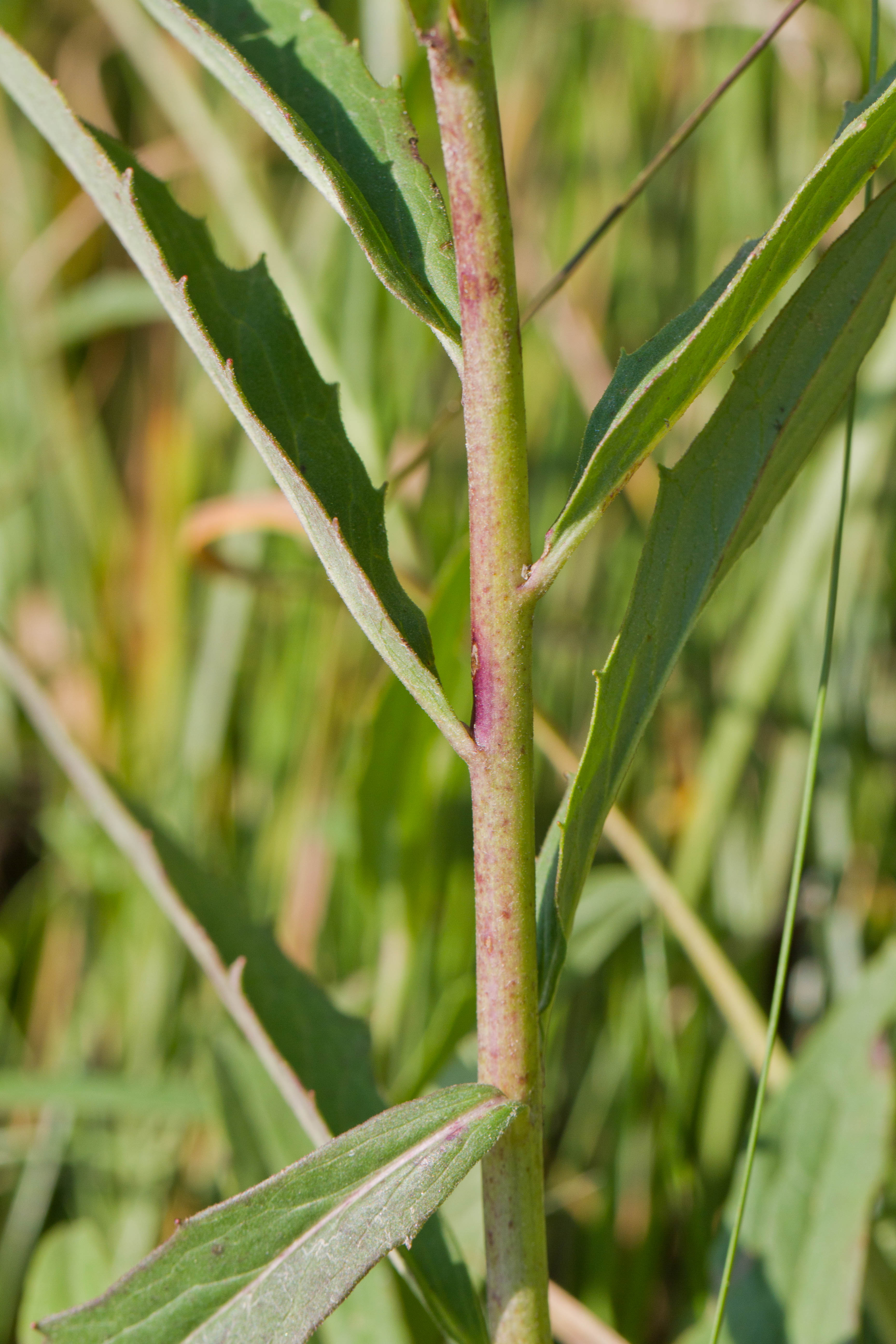 Hieracium sp Blattansatz.jpg