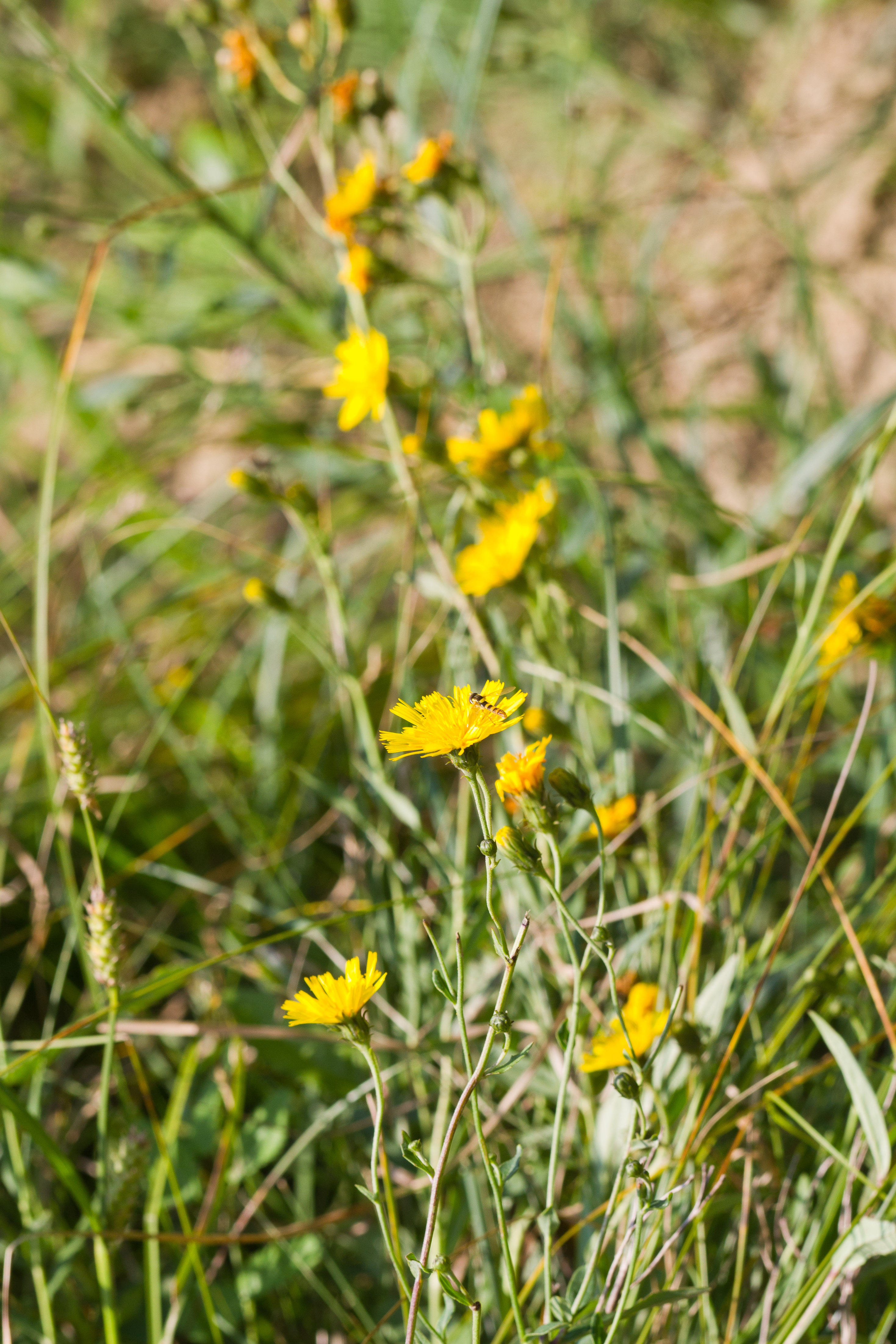 Hieracium sp Habitus.jpg