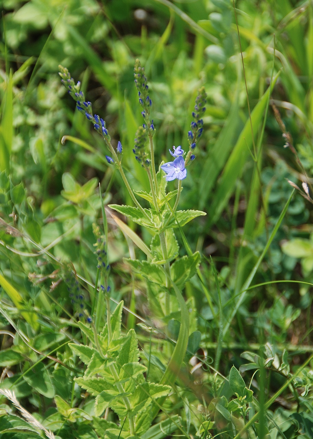 Marzerkogel - 20052018-(94) - Veronica - unbestimmt.JPG